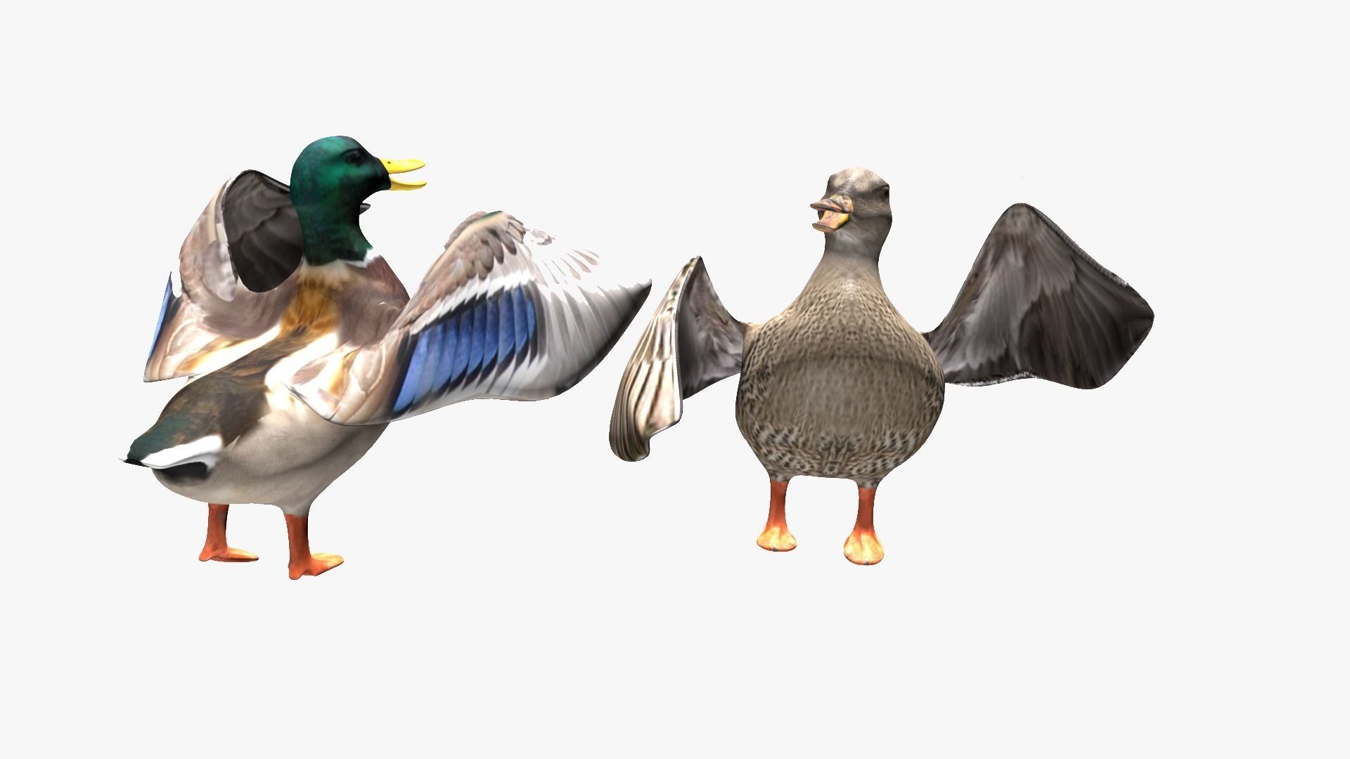 Ducks two Low-poly 3D model_2