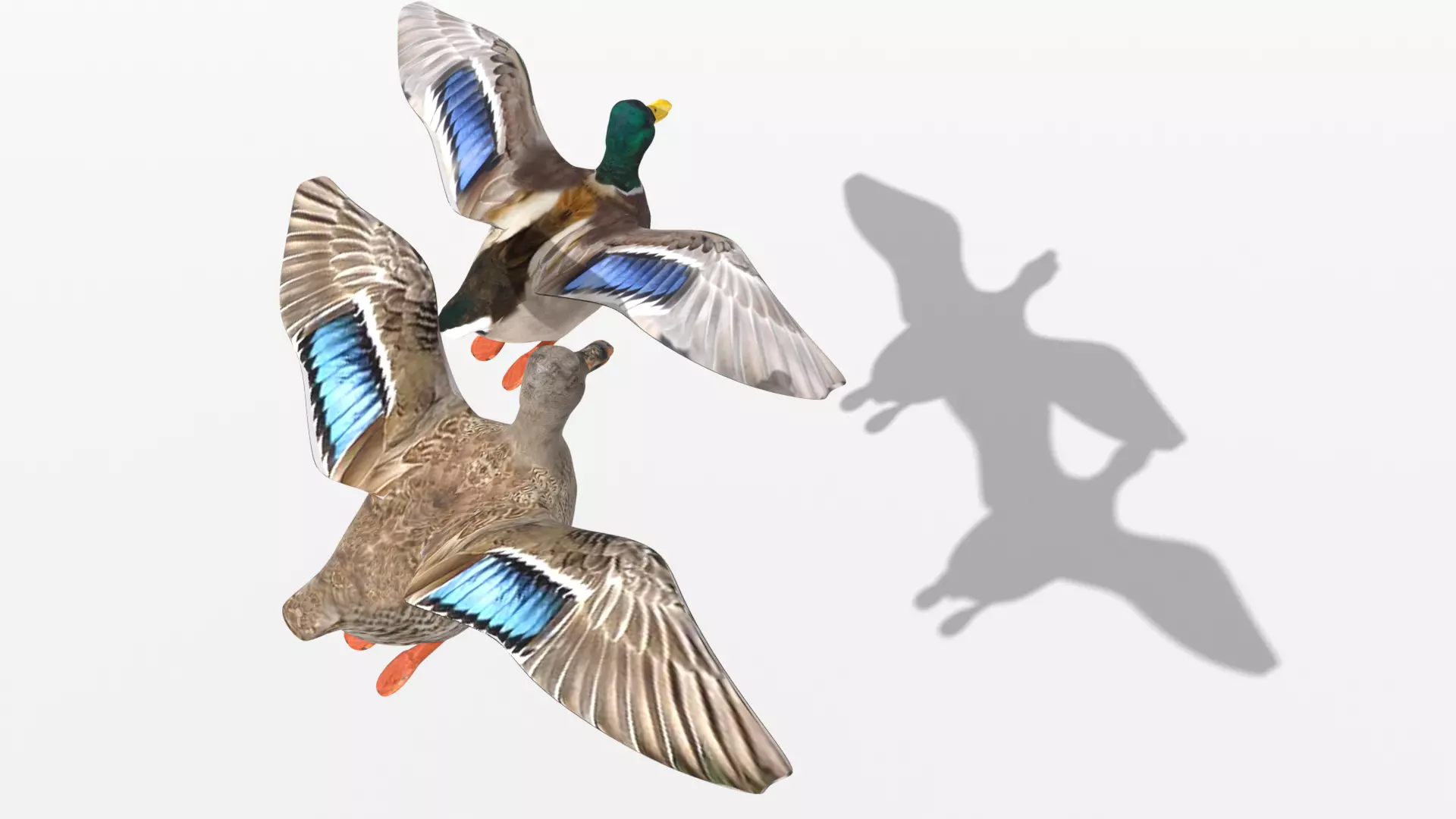 Ducks two Low-poly 3D model_0