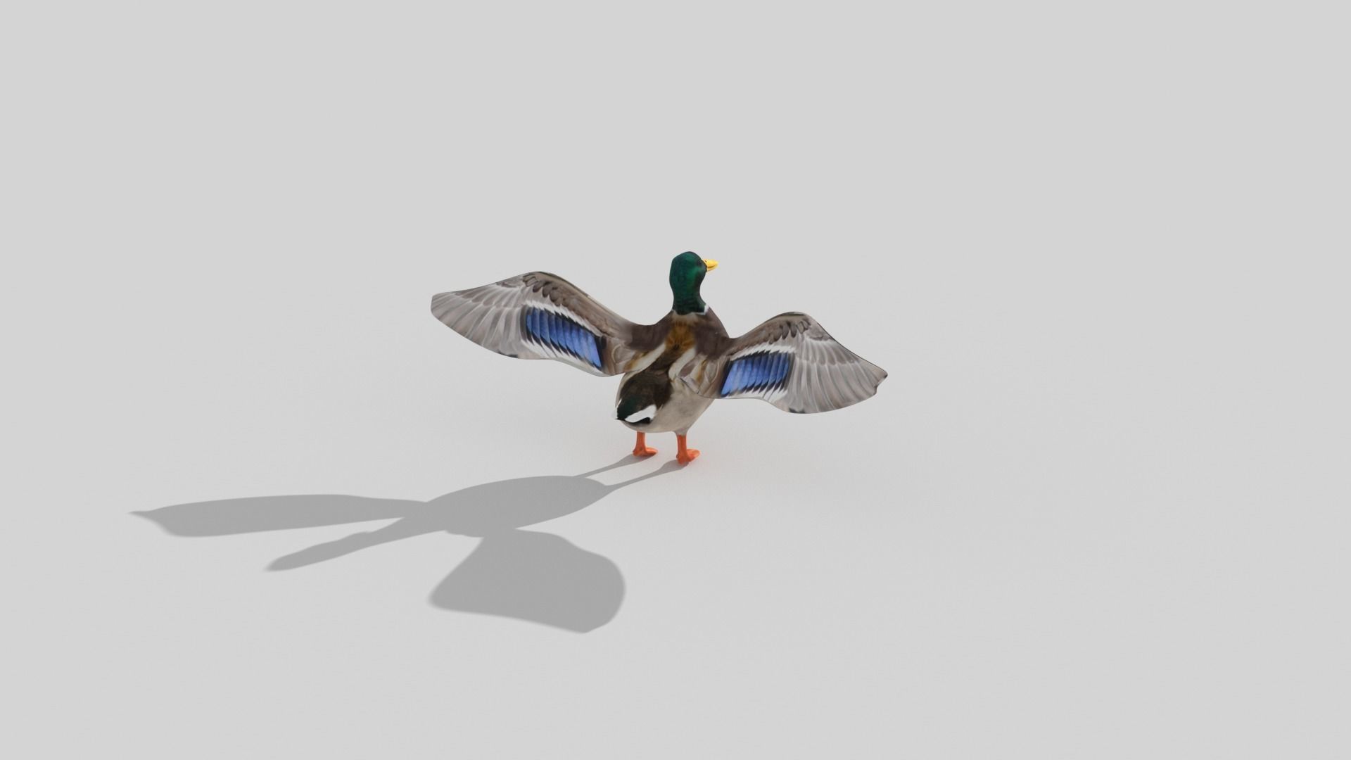 Ducks two Low-poly 3D model_5
