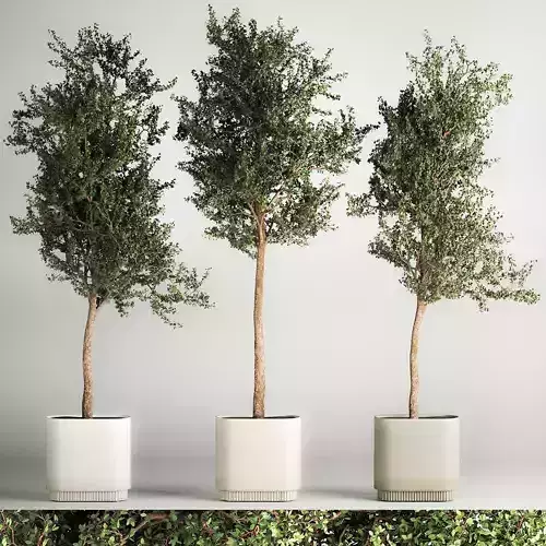 Trees In Concrete Vases And Pots For Exterior 1130 3D model