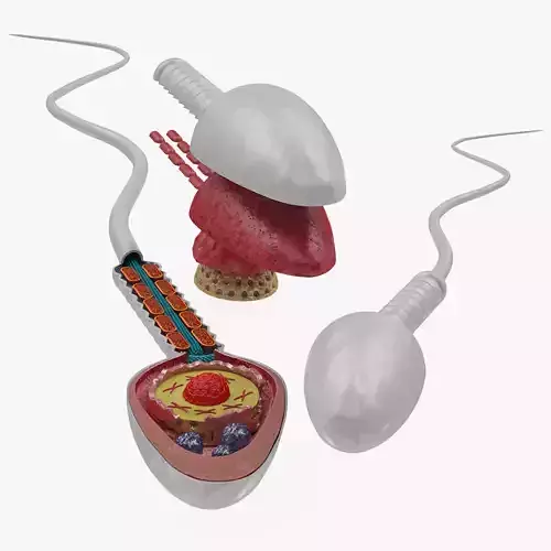 Animated Sperm Cell or Spermatozoa Low-poly 3D model