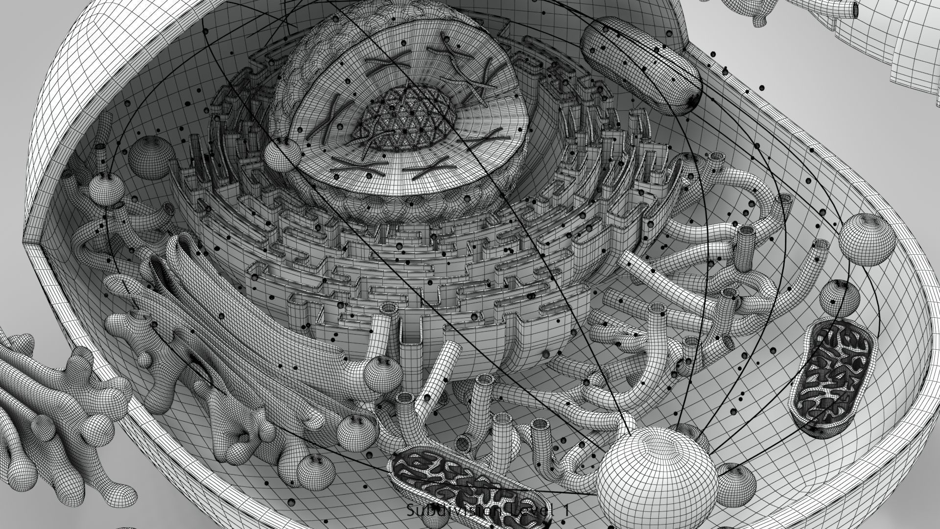 Animal Cell Low-poly 3D model_25