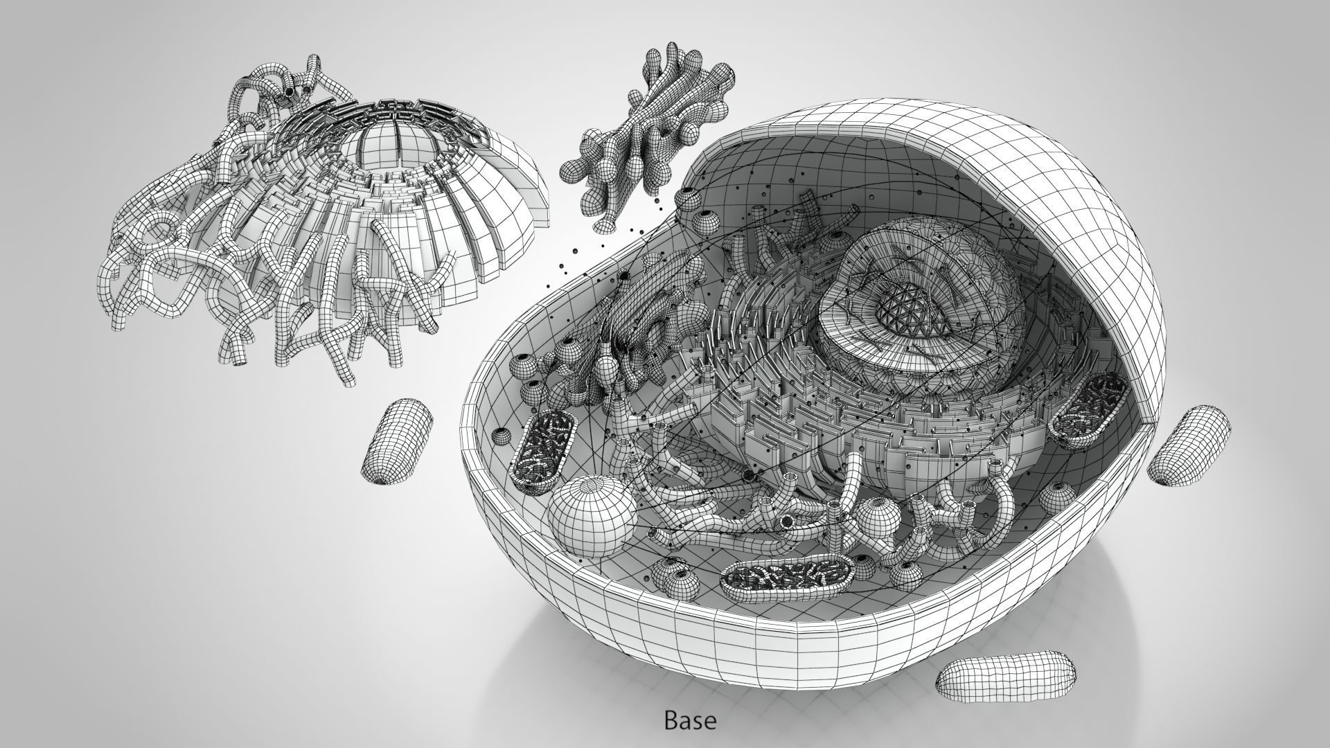 Animal Cell Low-poly 3D model_13