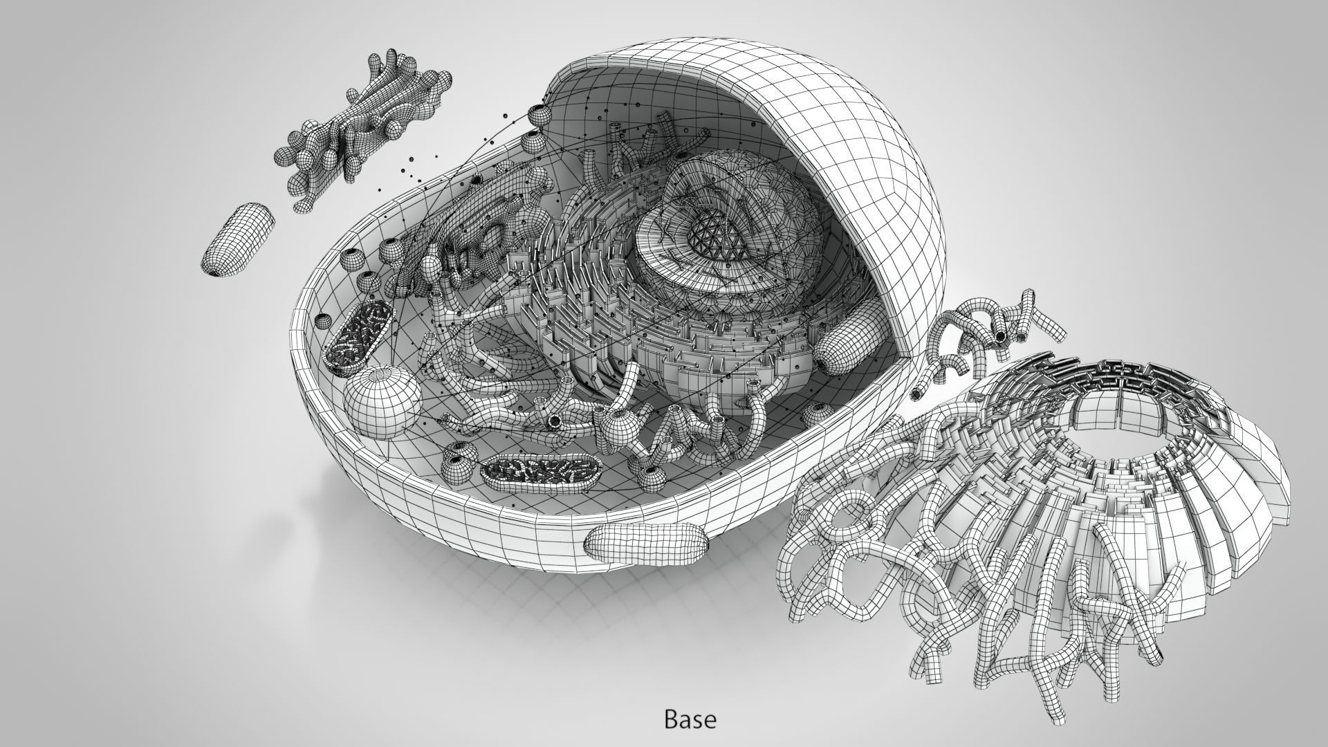 Animal Cell Low-poly 3D model_18