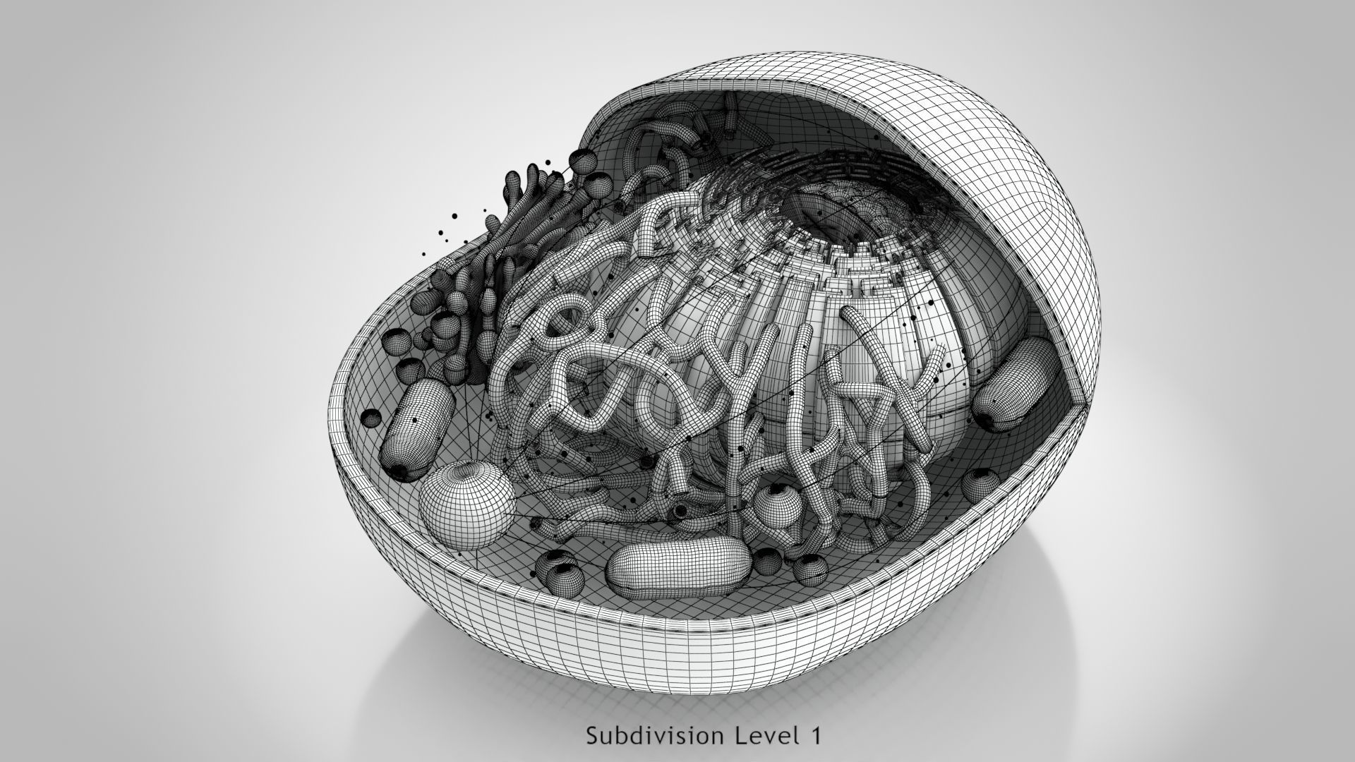 Animal Cell Low-poly 3D model_11
