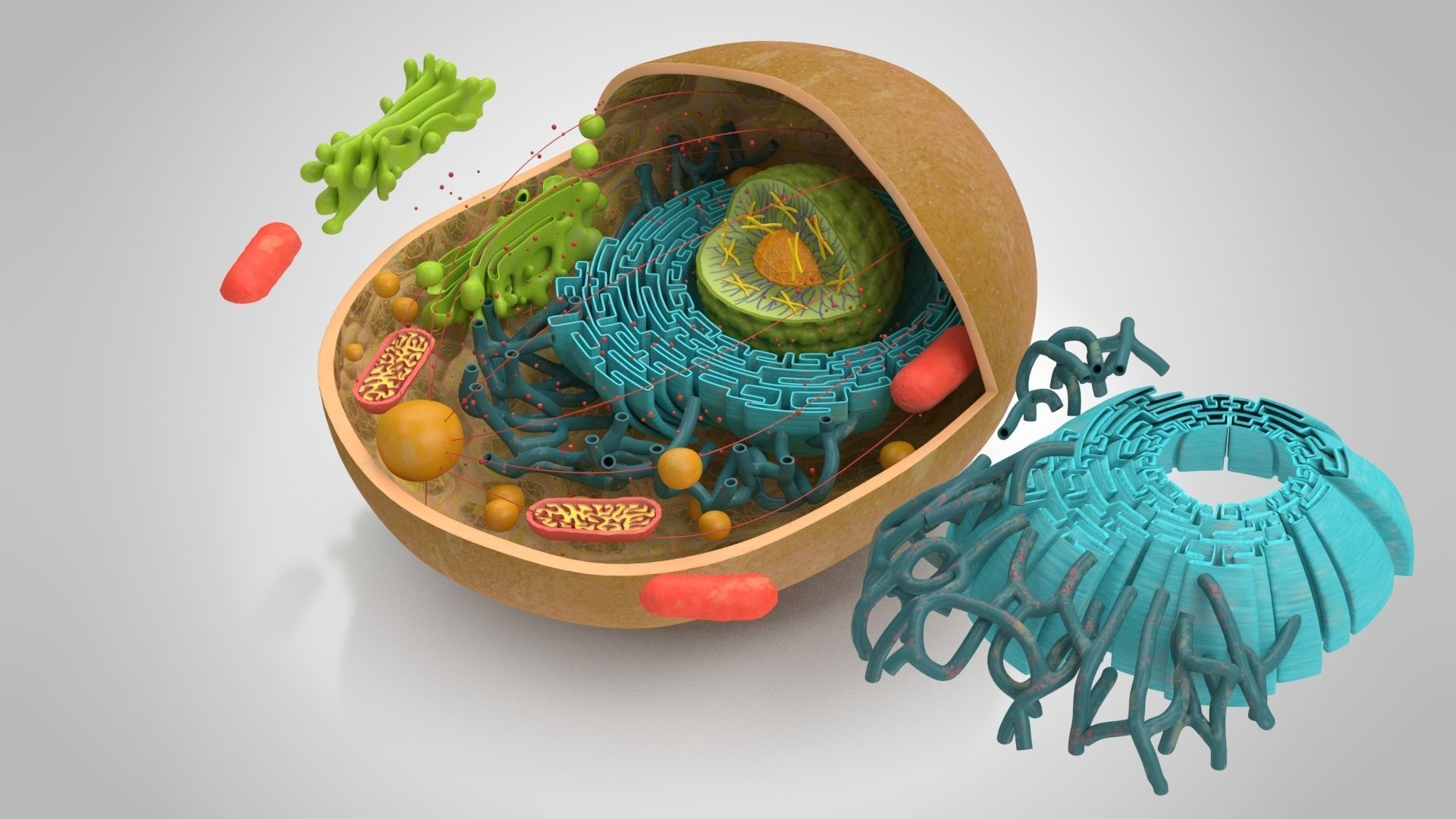 Animal Cell Low-poly 3D model_7