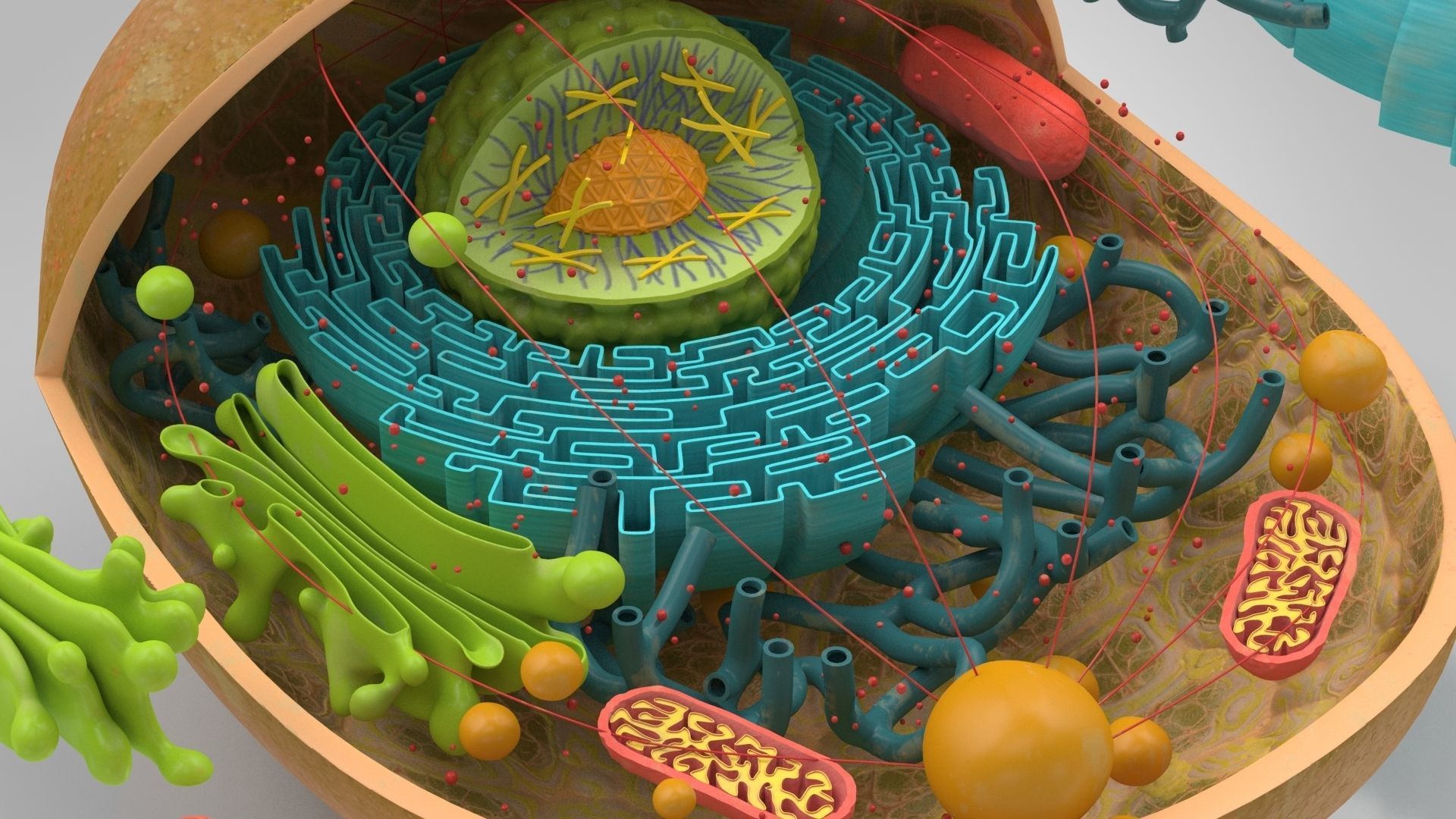 Animal Cell Low-poly 3D model_8