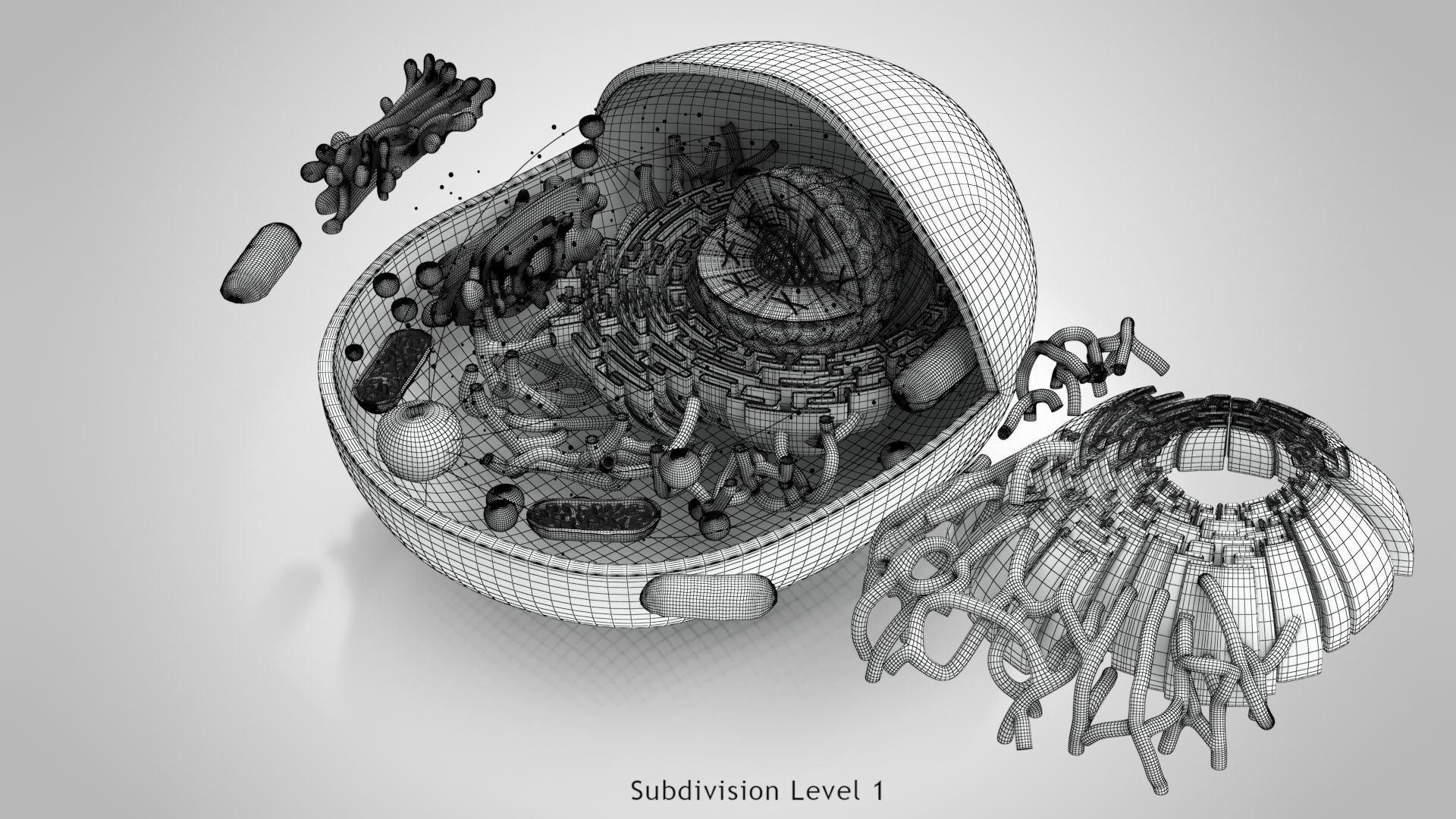 Animal Cell Low-poly 3D model_21
