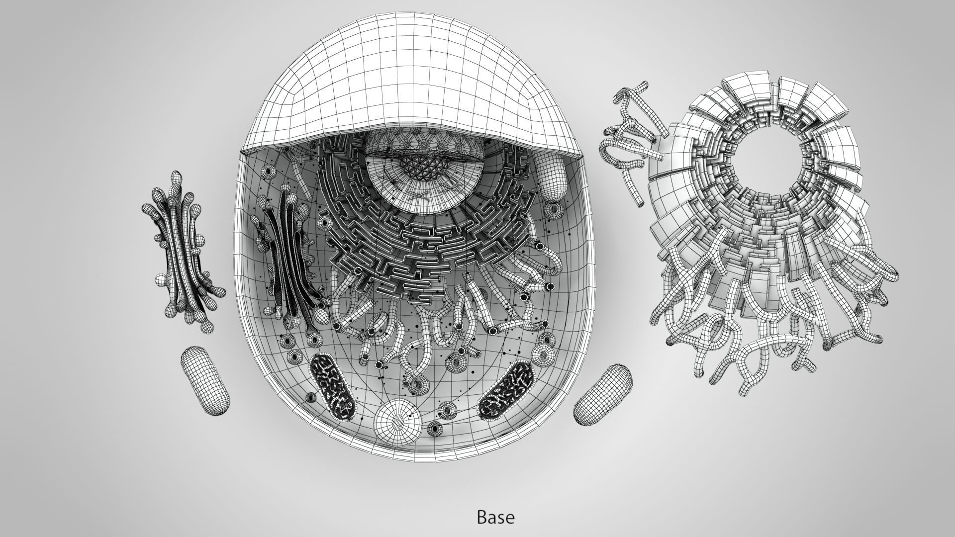 Animal Cell Low-poly 3D model_22