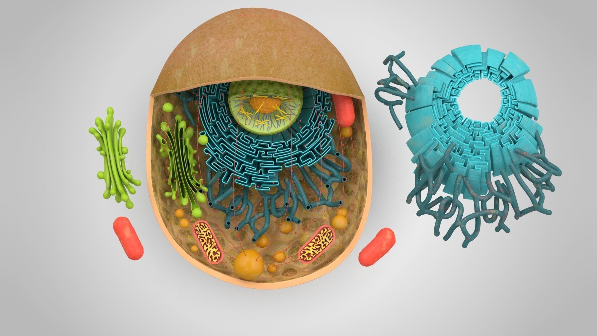 Animal Cell Low-poly 3D model_9
