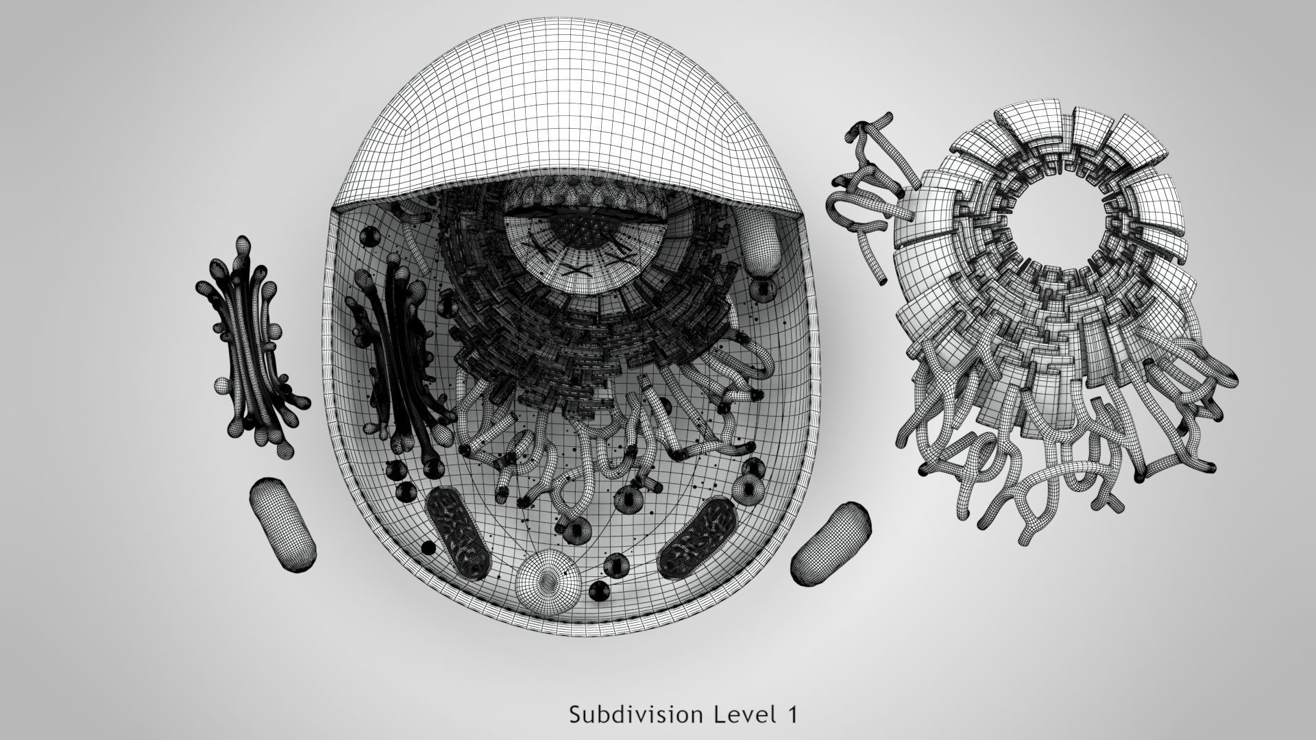 Animal Cell Low-poly 3D model_23