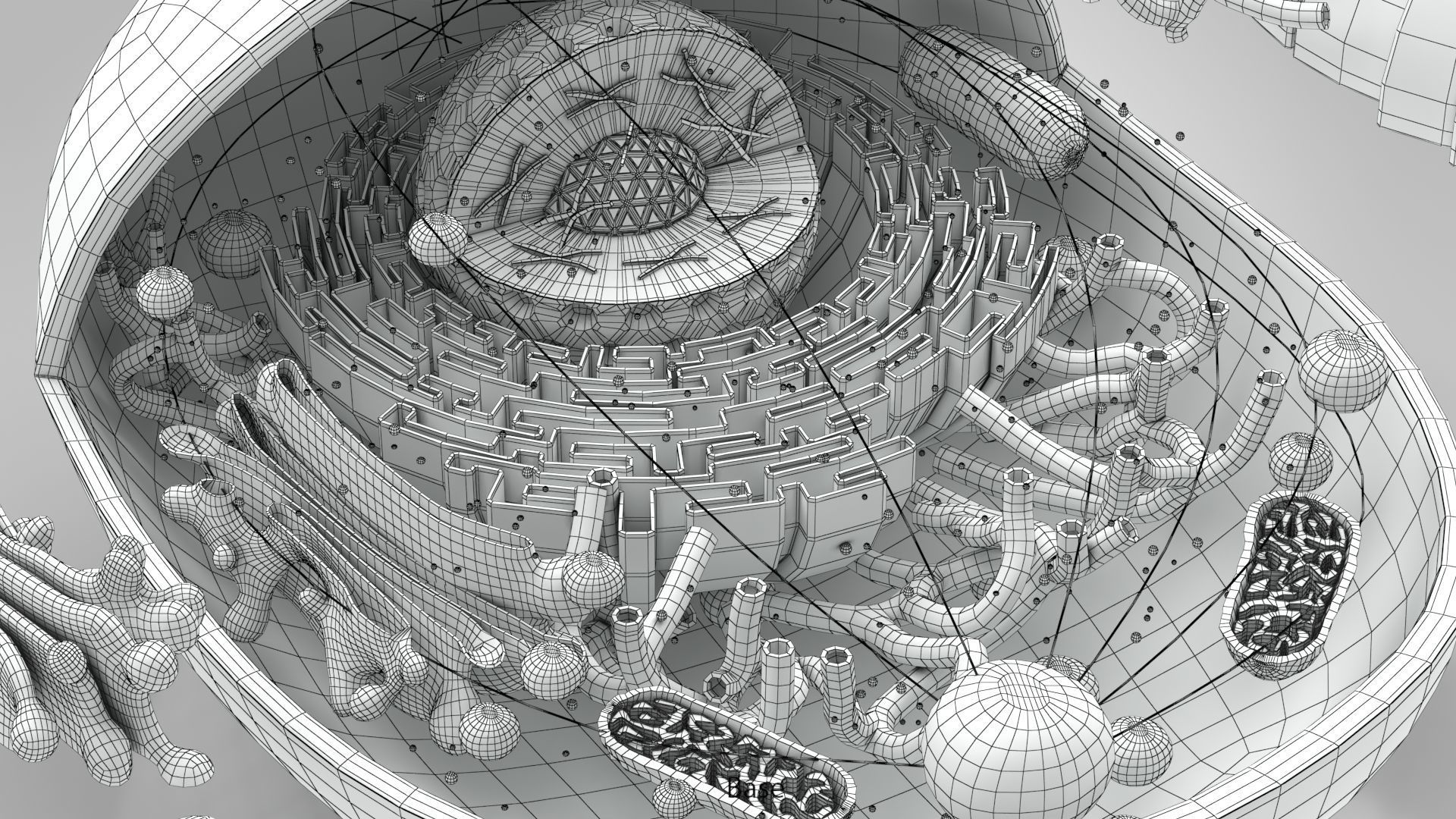 Animal Cell Low-poly 3D model_24