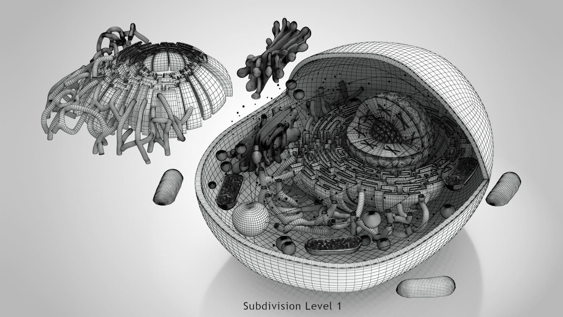Animal Cell Low-poly 3D model_10