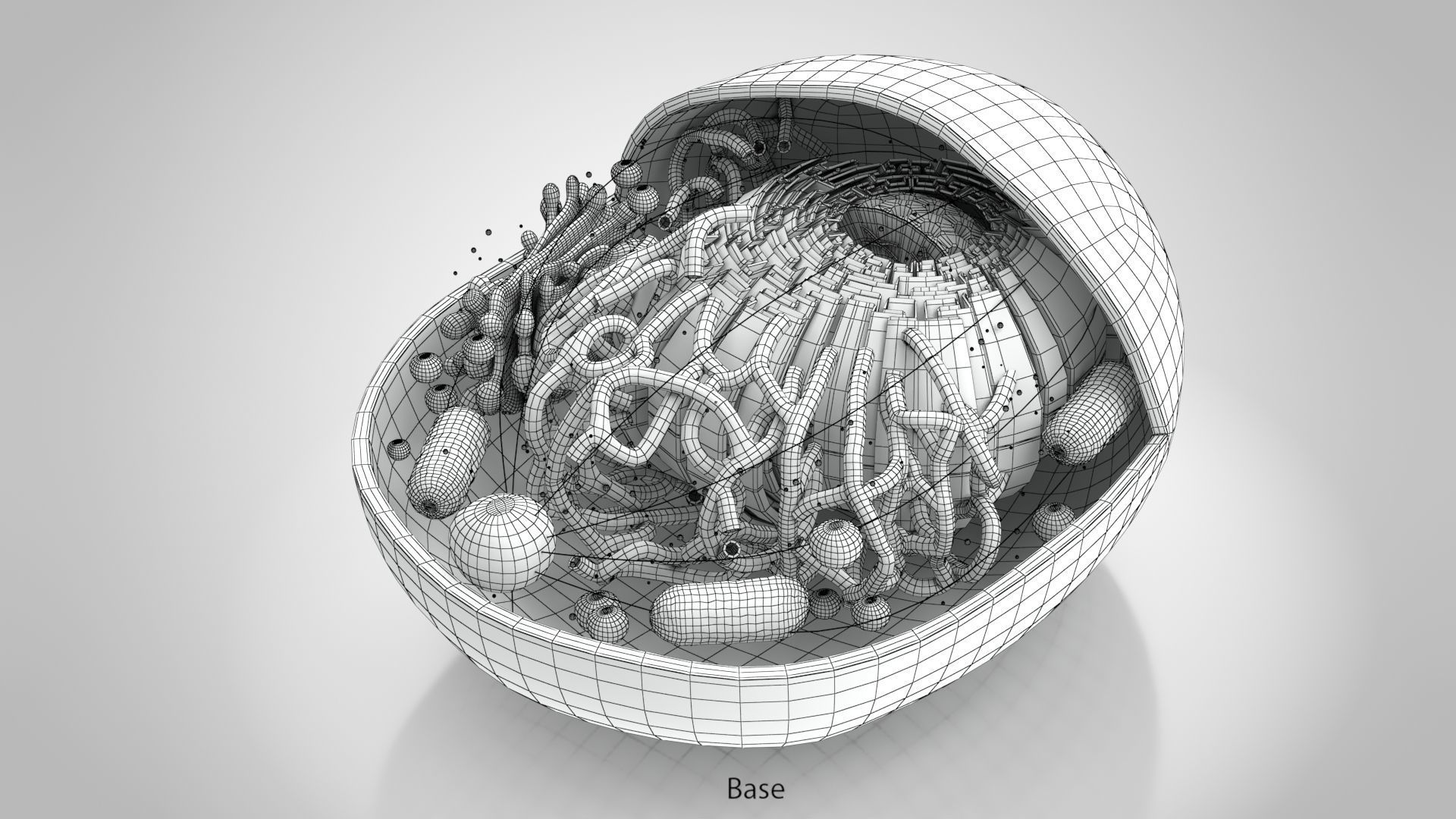 Animal Cell Low-poly 3D model_15