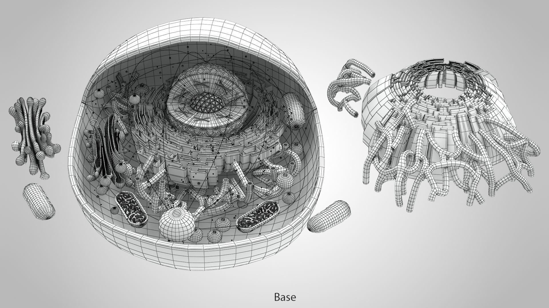 Animal Cell Low-poly 3D model_17