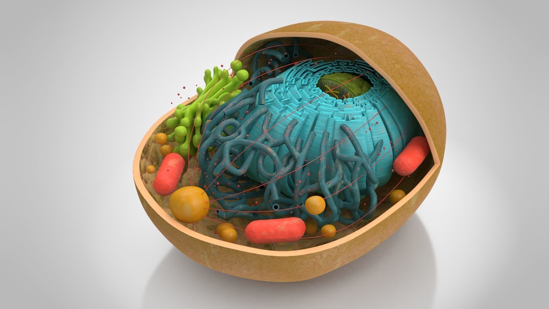 Animal Cell Low-poly 3D model_3