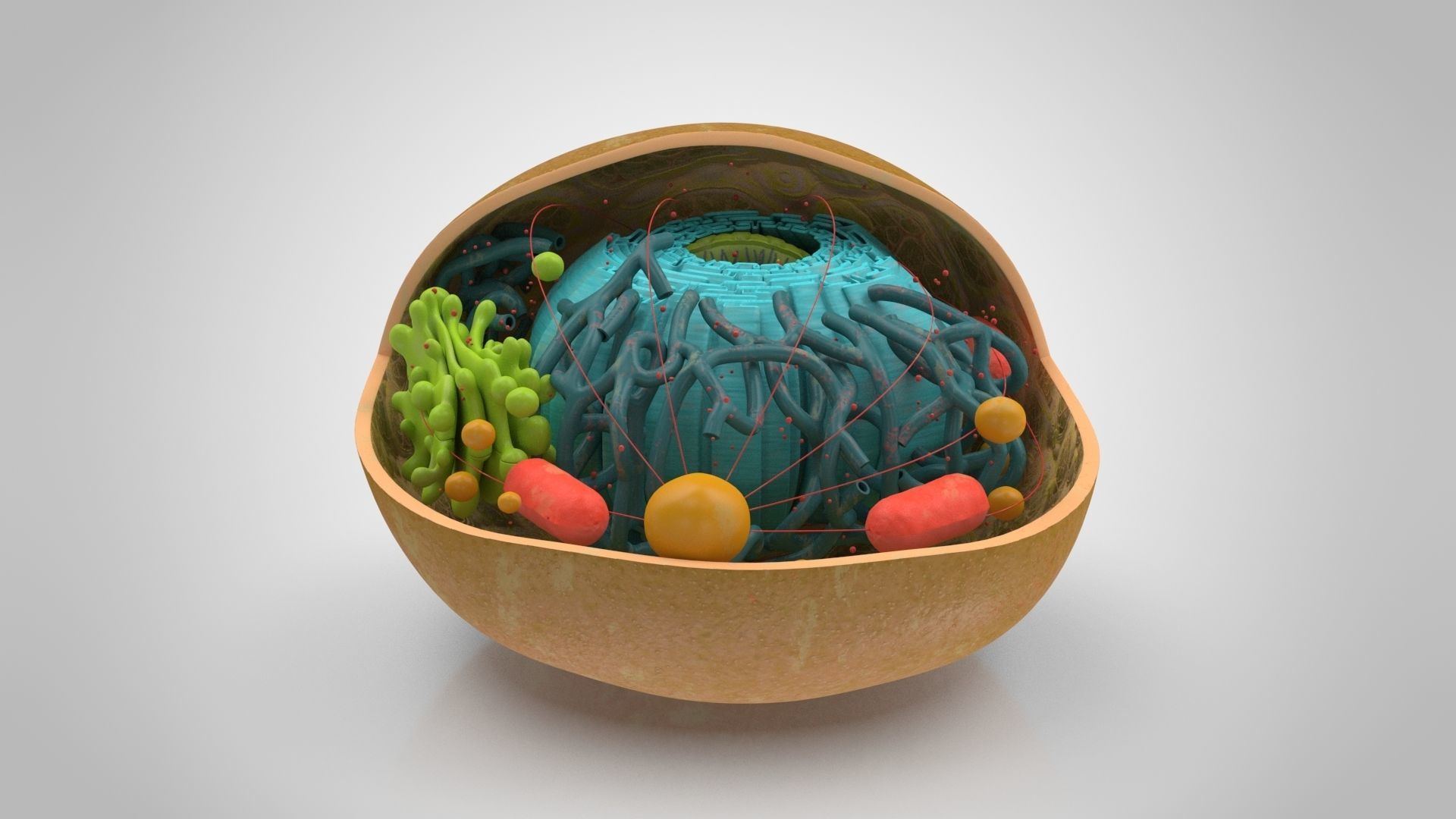 Animal Cell Low-poly 3D model_4