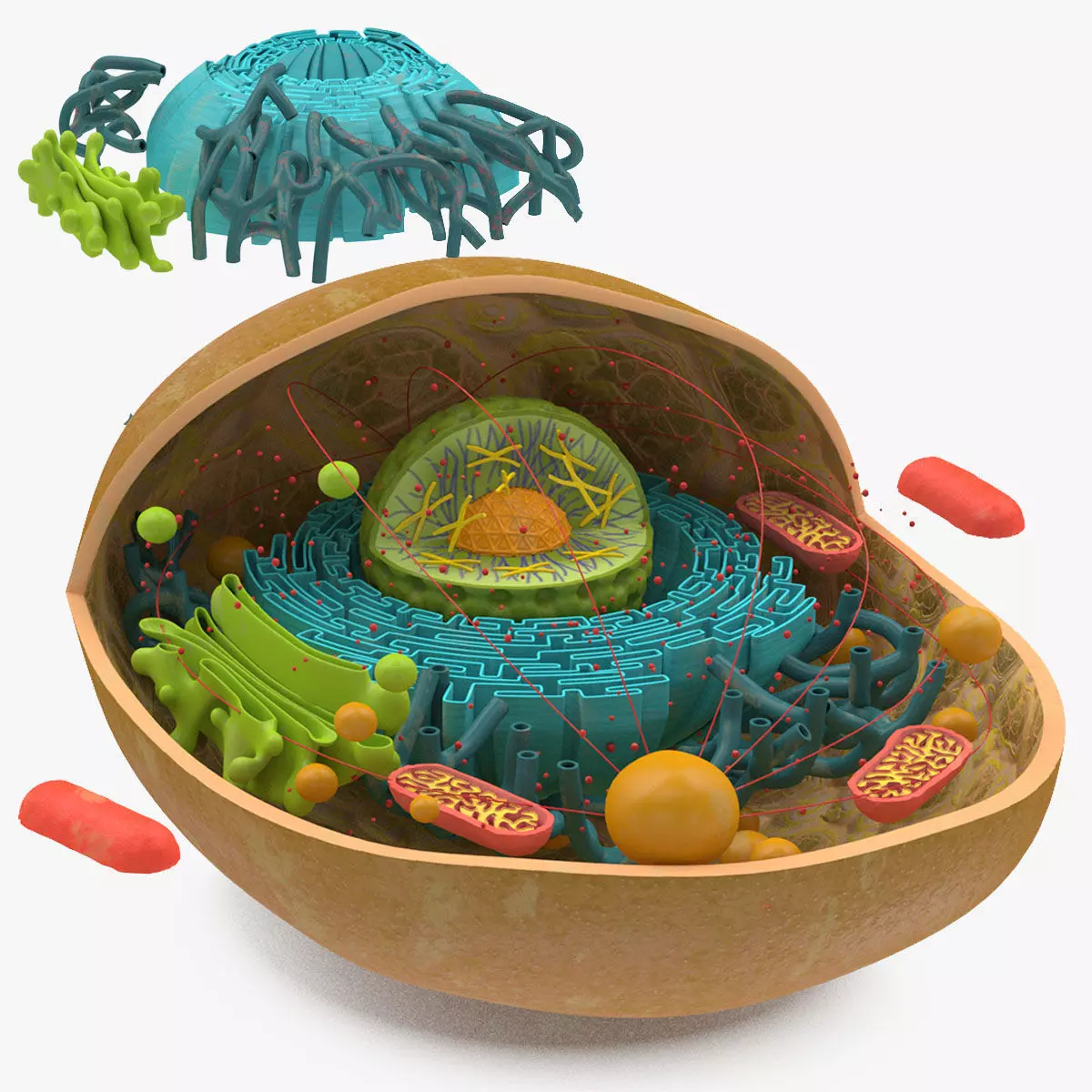 Animal Cell Low-poly 3D model_0