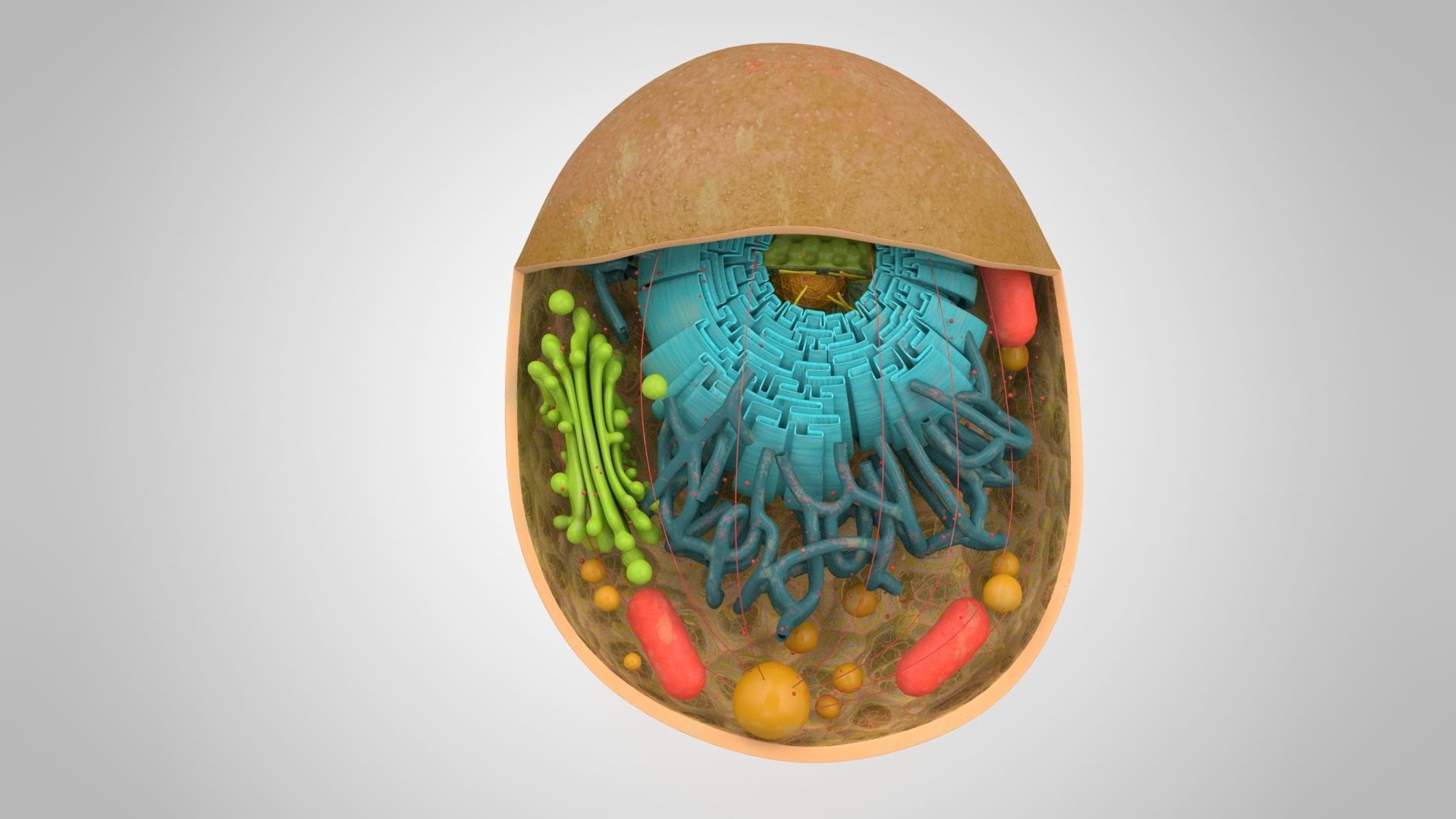 Animal Cell Low-poly 3D model_5