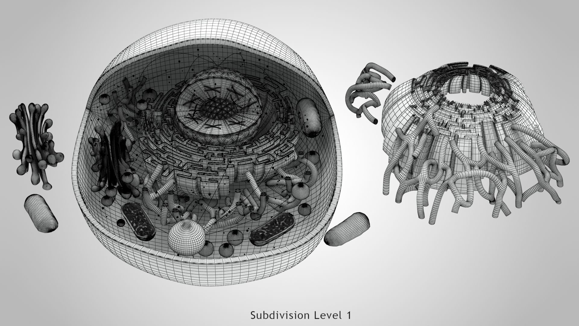 Animal Cell Low-poly 3D model_26