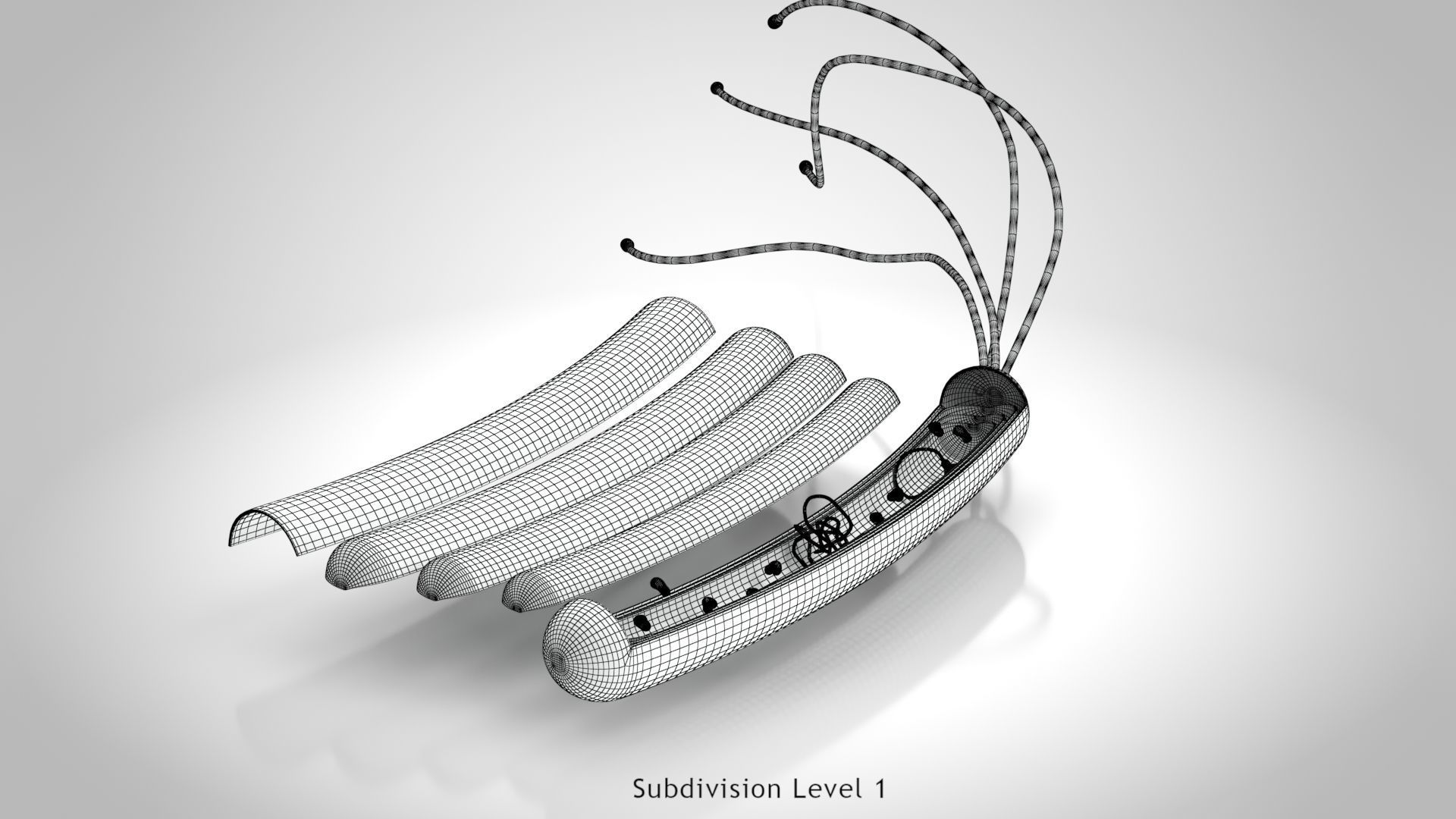 Prokaryotic structure  Low-poly 3D model_11
