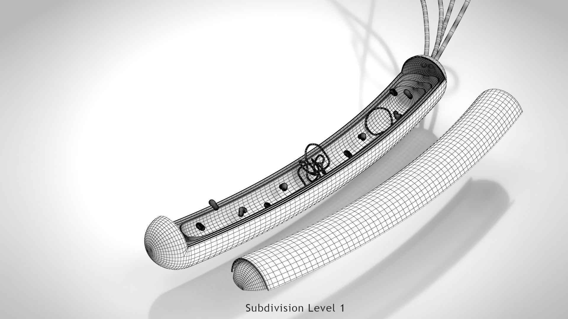 Prokaryotic structure  Low-poly 3D model_15
