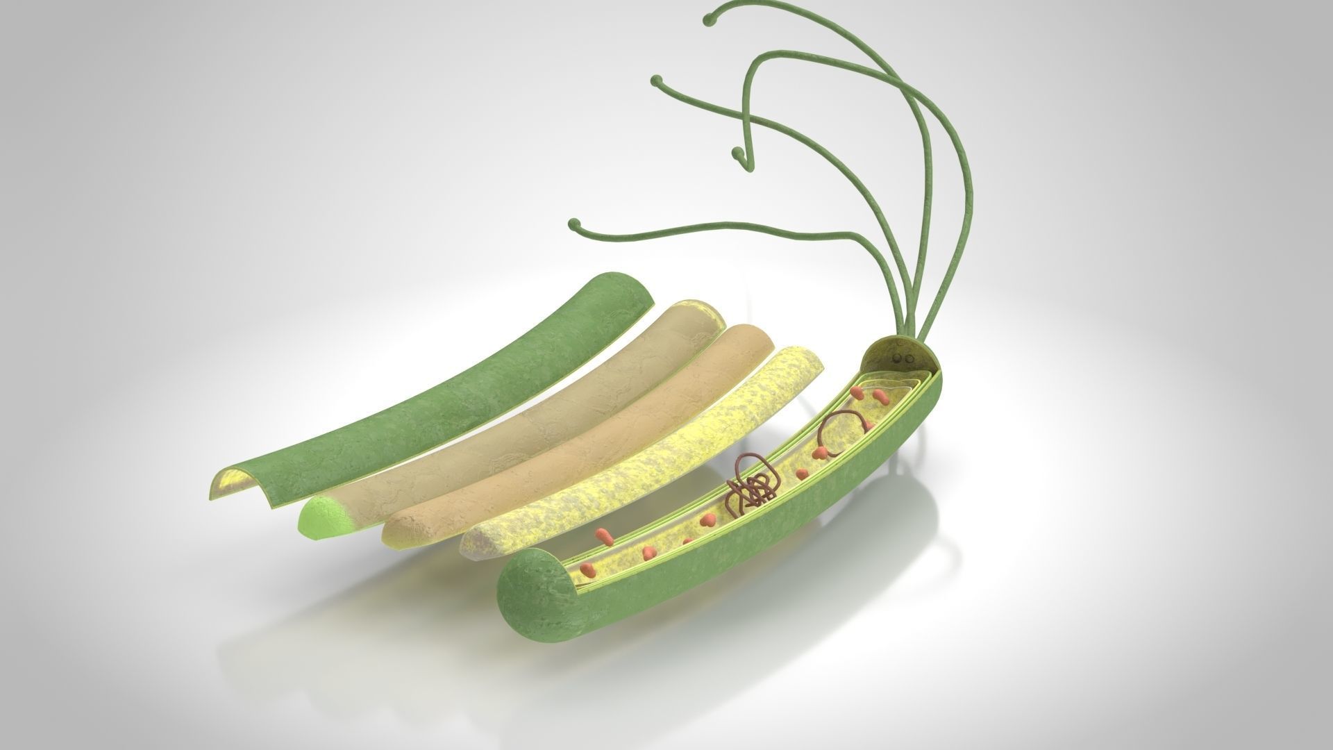 Prokaryotic structure  Low-poly 3D model_2