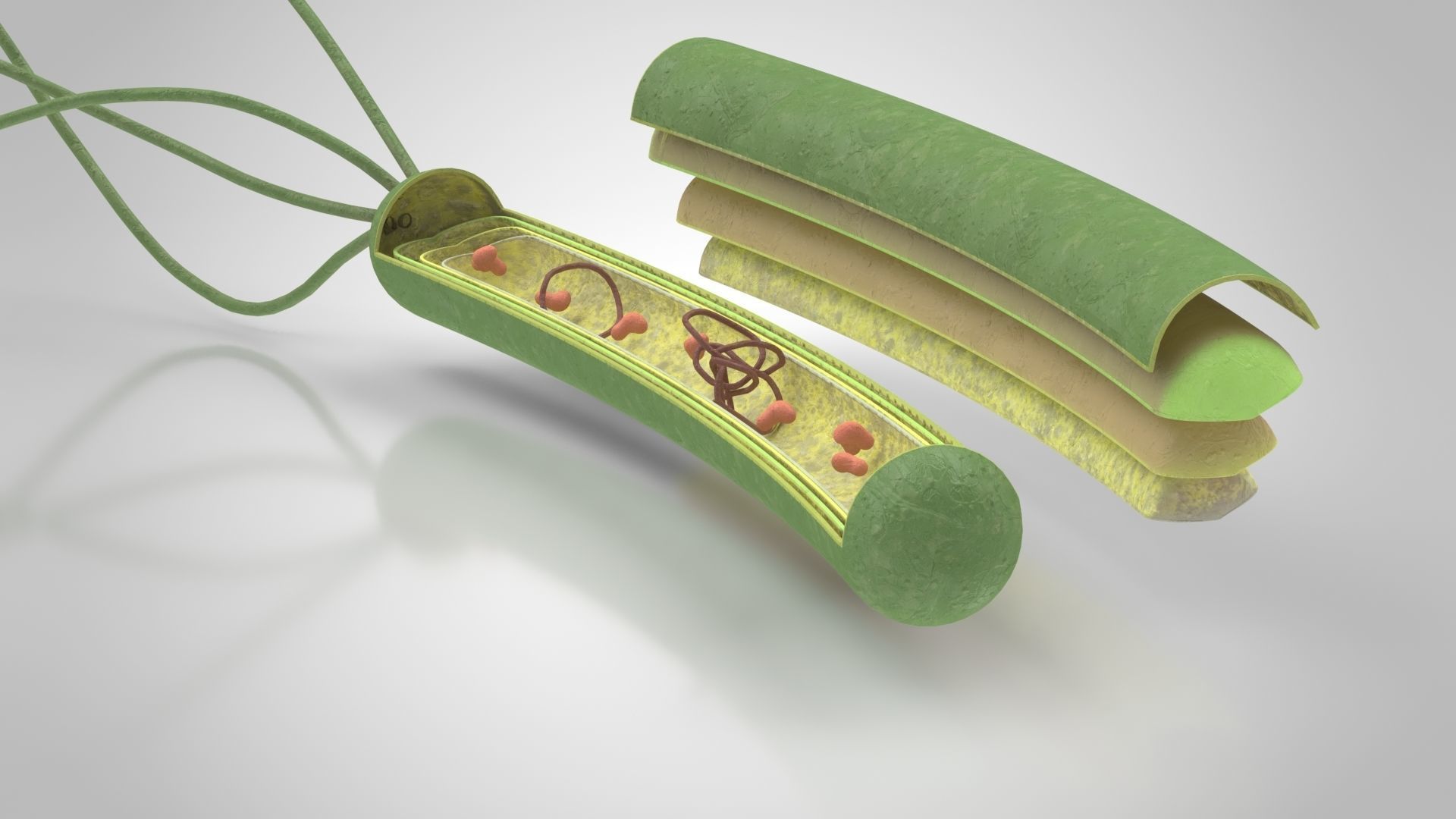 Prokaryotic structure  Low-poly 3D model_6