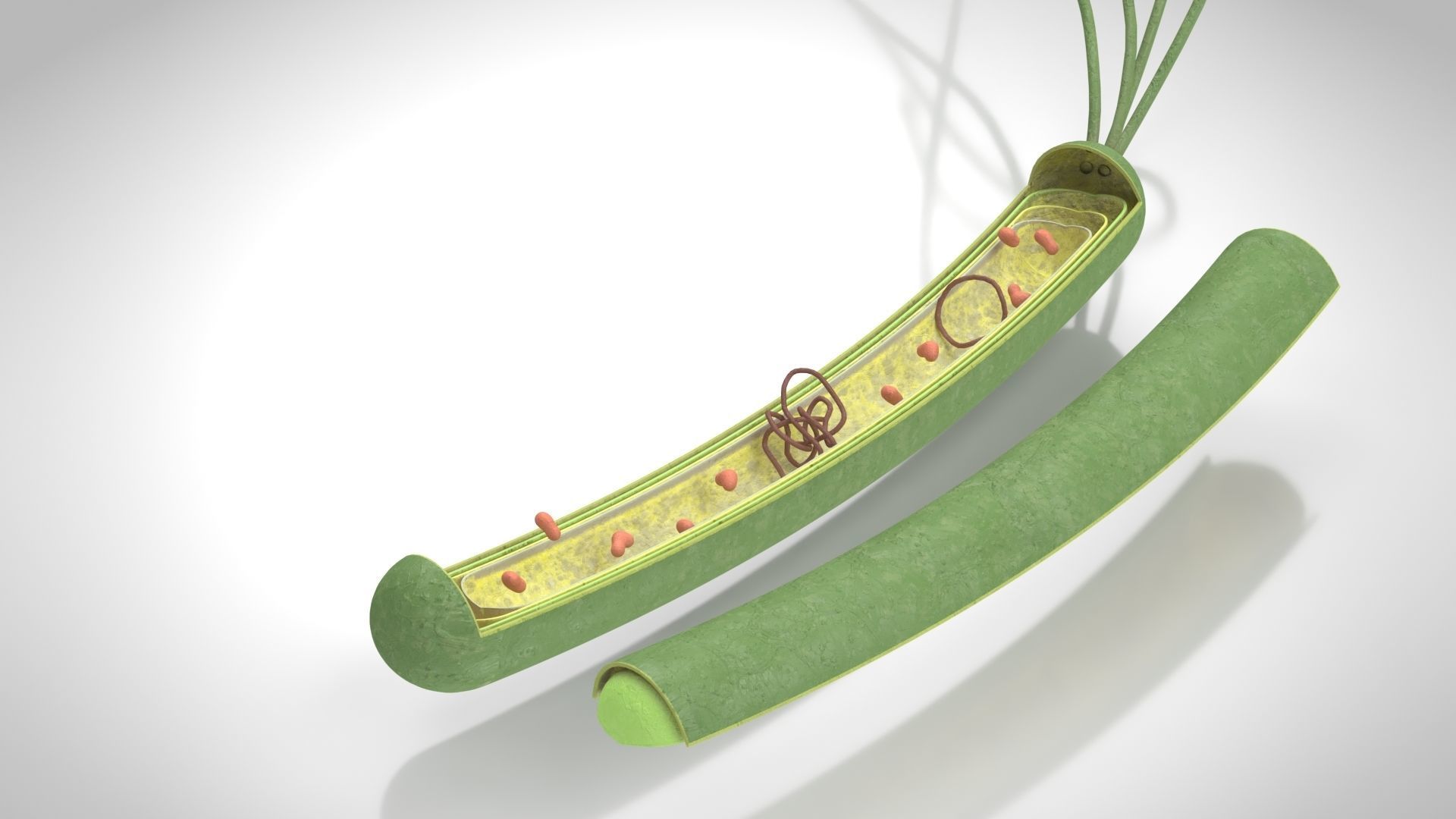 Prokaryotic structure  Low-poly 3D model_4
