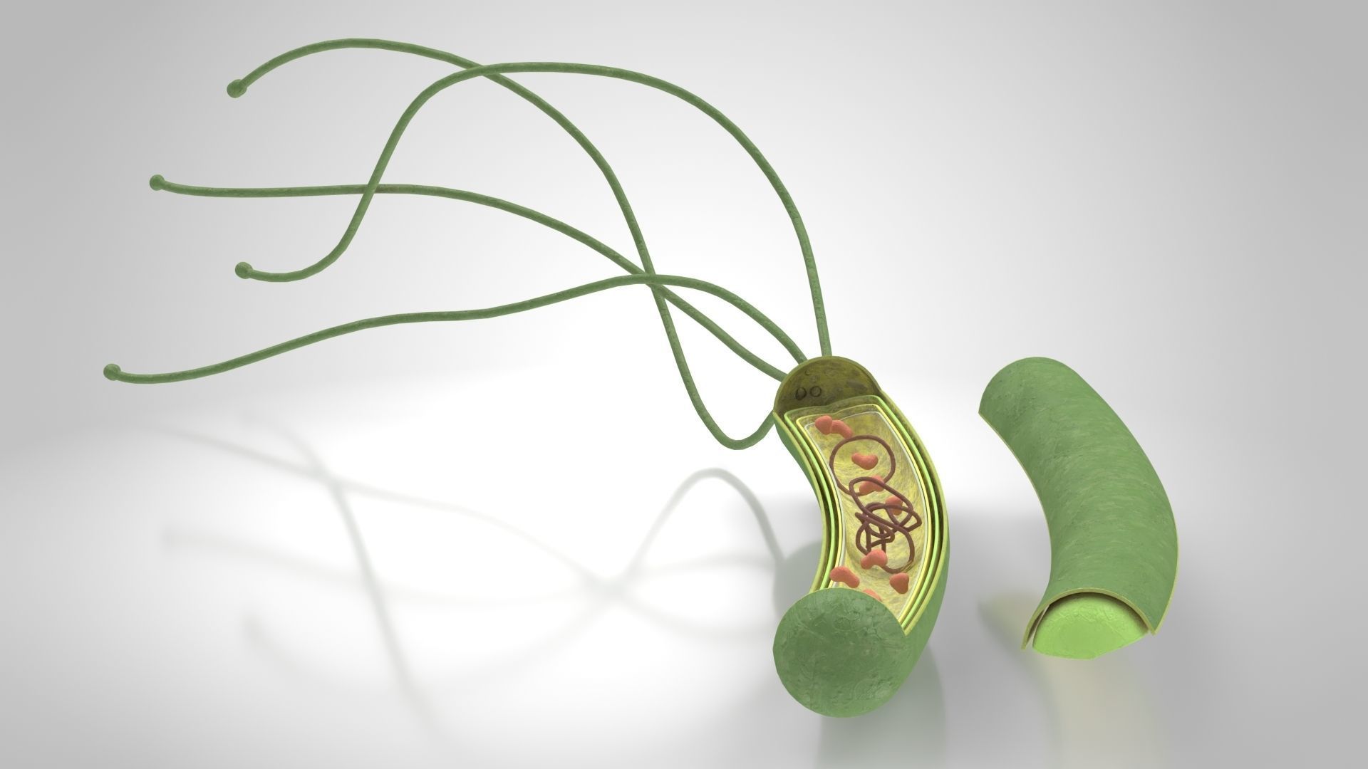 Prokaryotic structure  Low-poly 3D model_3