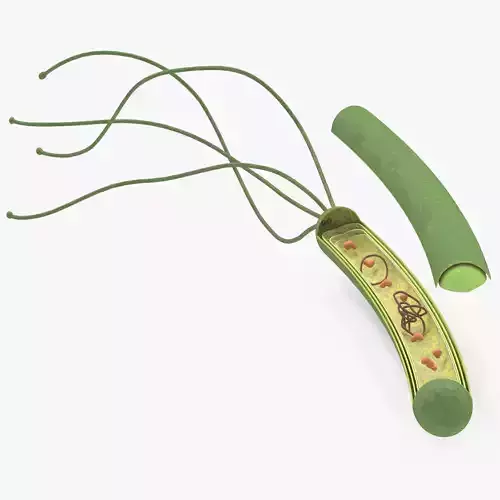 Prokaryotic structure  Low-poly 3D model