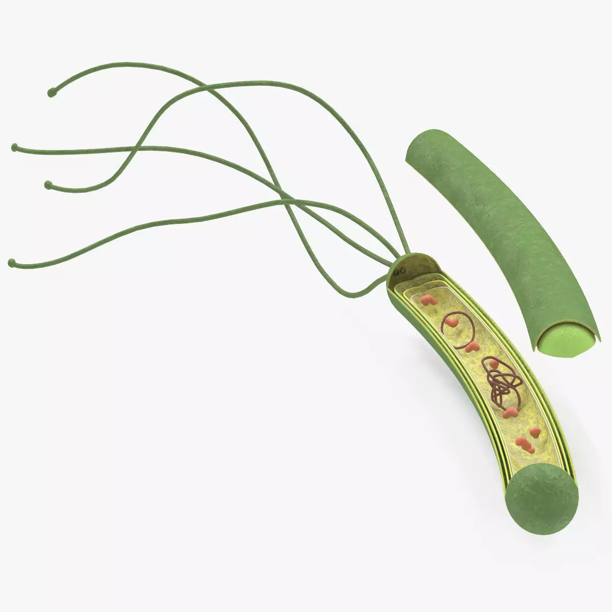 Prokaryotic structure  Low-poly 3D model_0