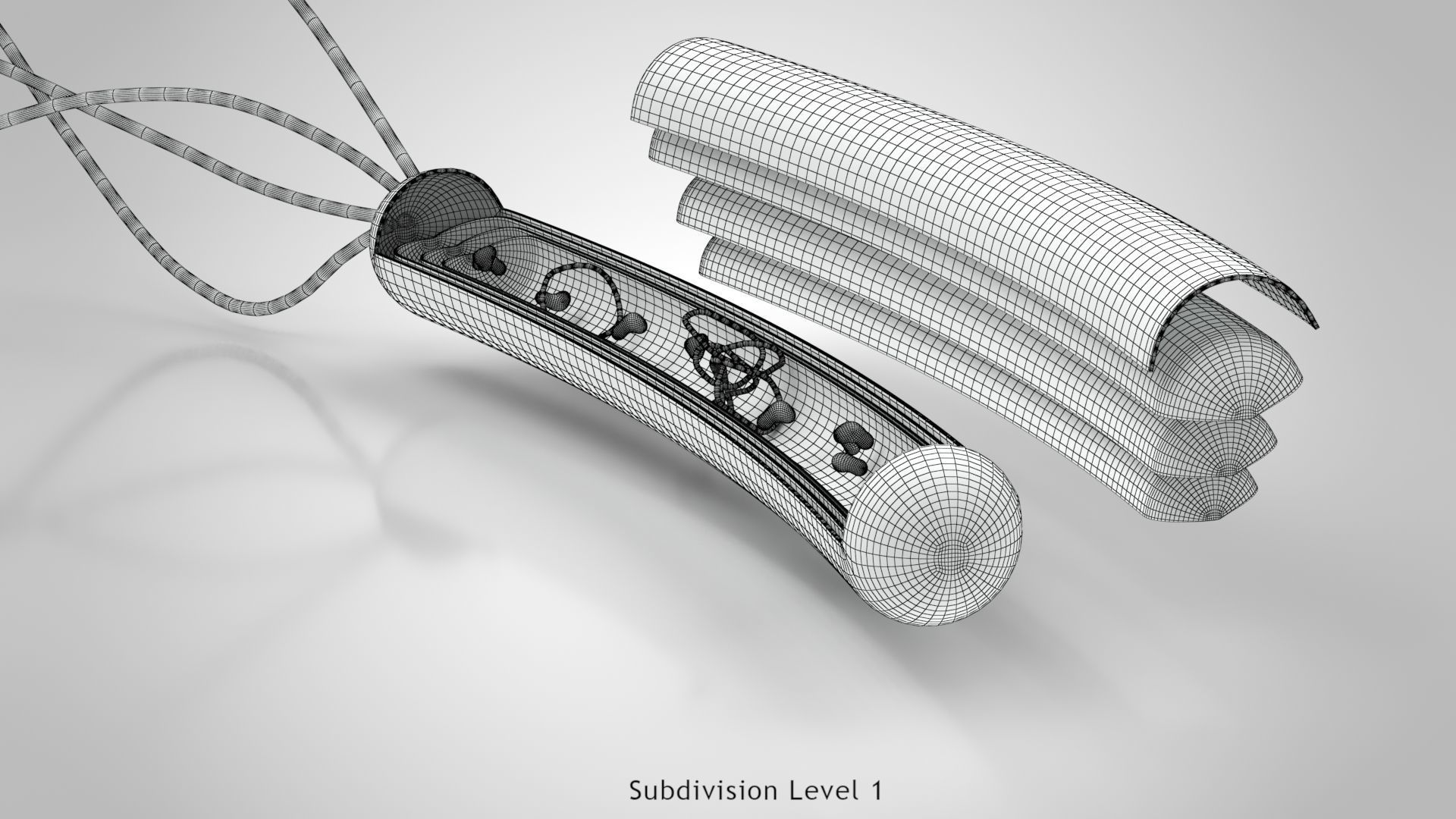 Prokaryotic structure  Low-poly 3D model_21