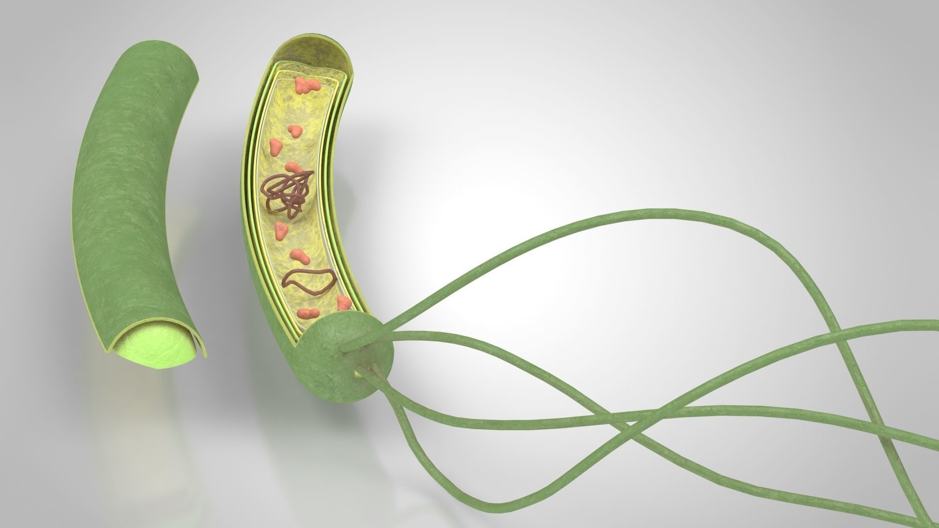 Prokaryotic structure  Low-poly 3D model_8