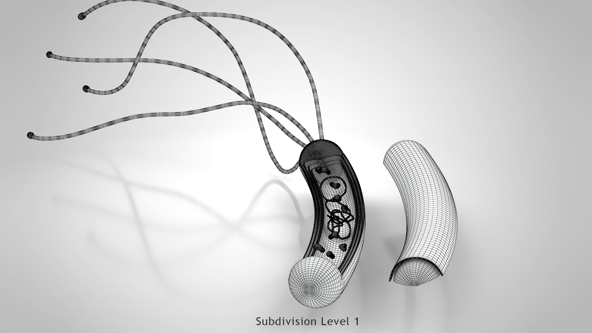 Prokaryotic structure  Low-poly 3D model_9