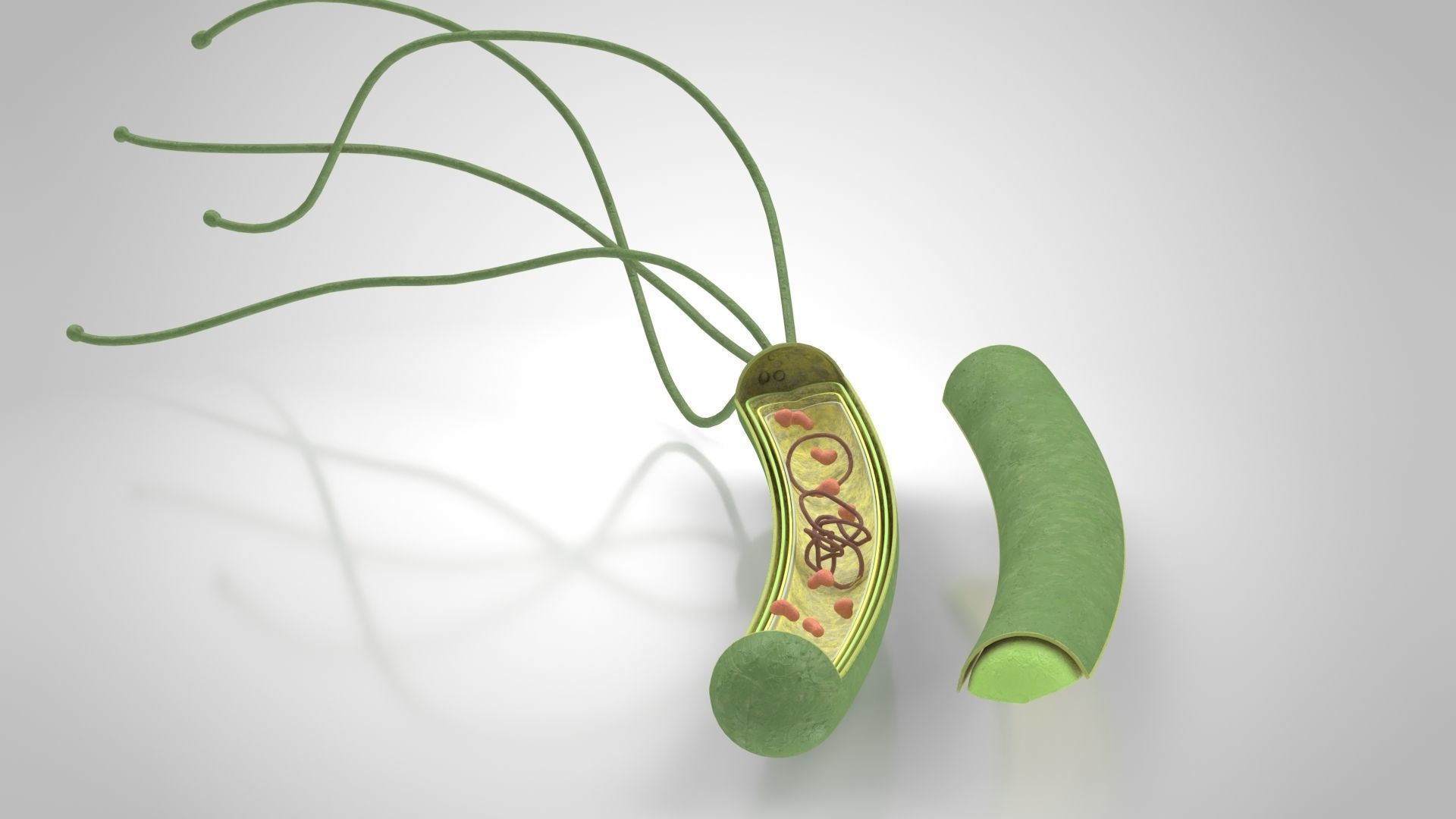 Prokaryotic structure  Low-poly 3D model_5