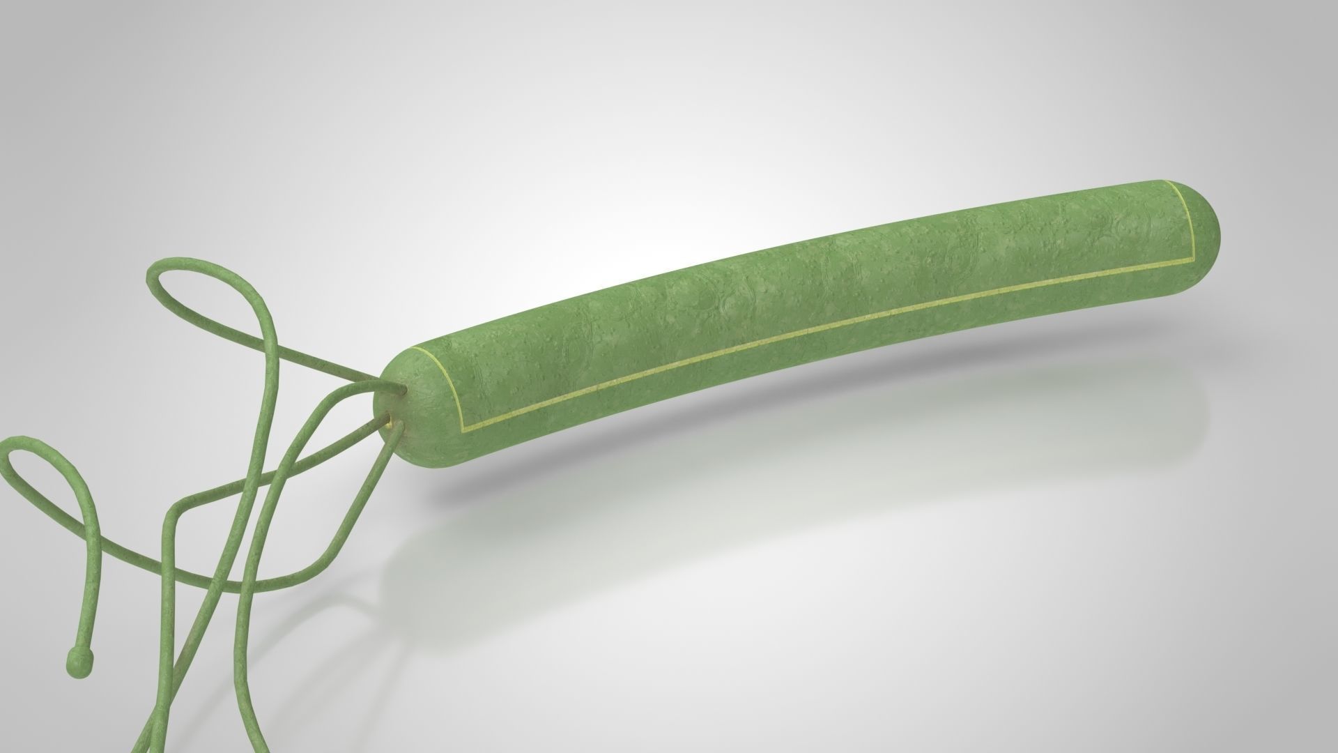 Prokaryotic structure  Low-poly 3D model_7