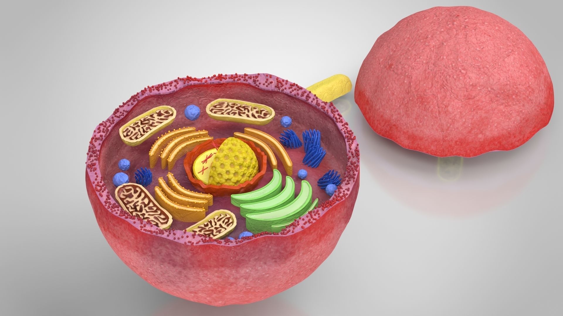 Plasma Cell Low-poly 3D model_3
