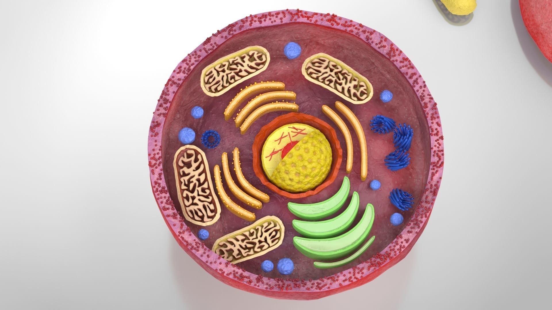 Plasma Cell Low-poly 3D model_6
