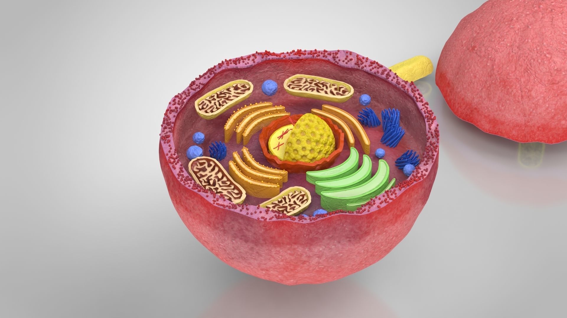Plasma Cell Low-poly 3D model_8