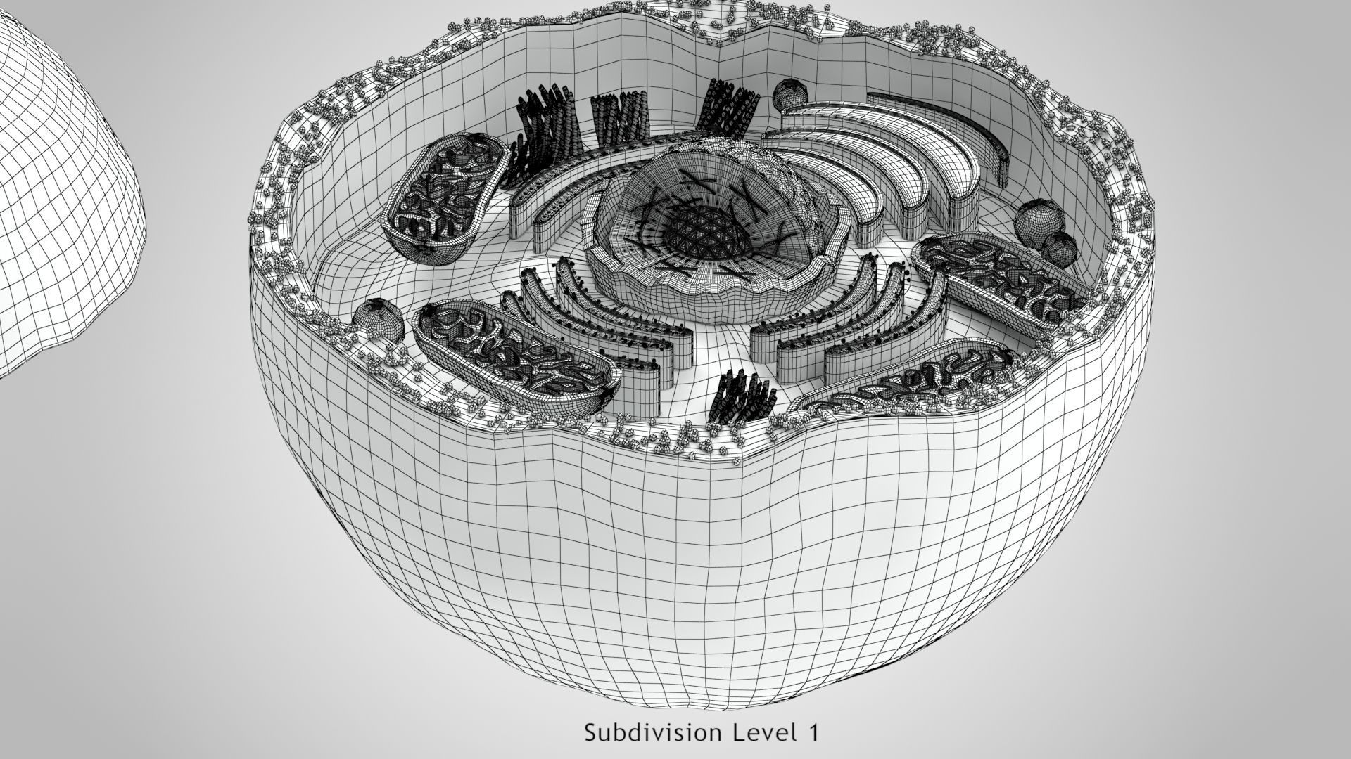 Plasma Cell Low-poly 3D model_17