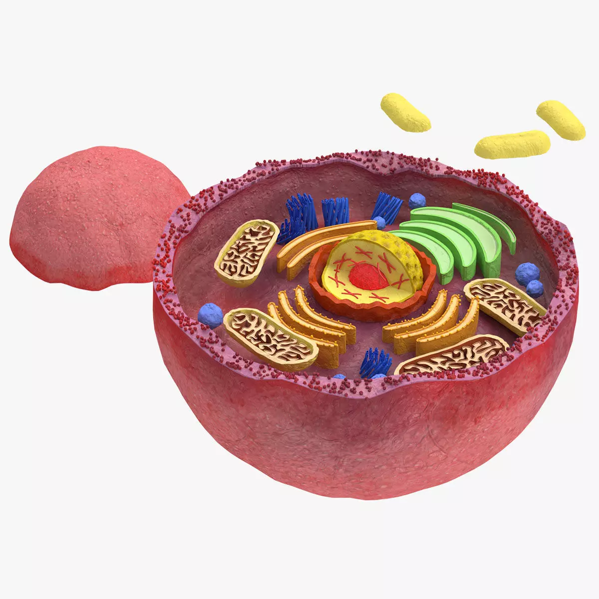 Plasma Cell Low-poly 3D model_0