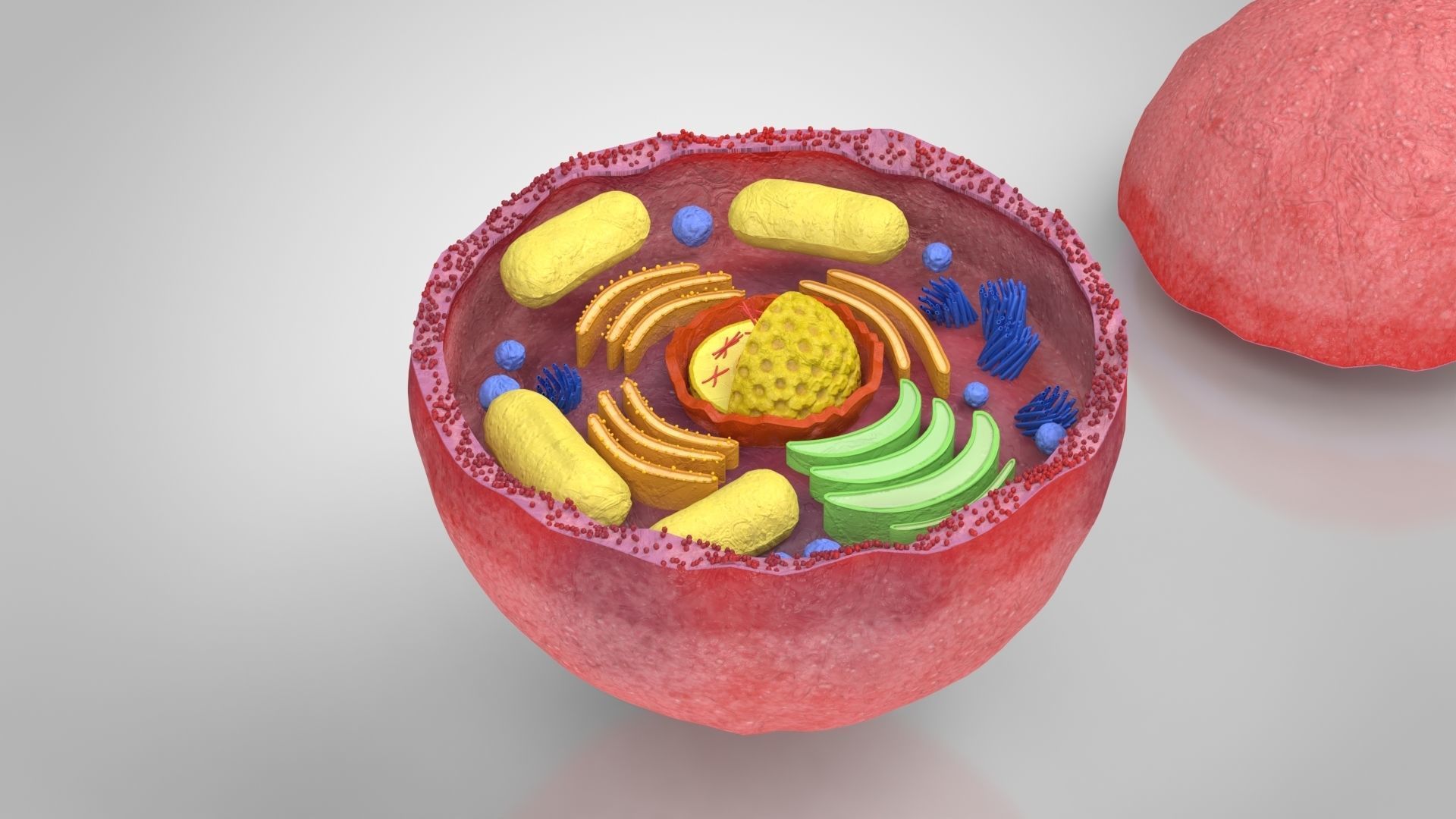 Plasma Cell Low-poly 3D model_9