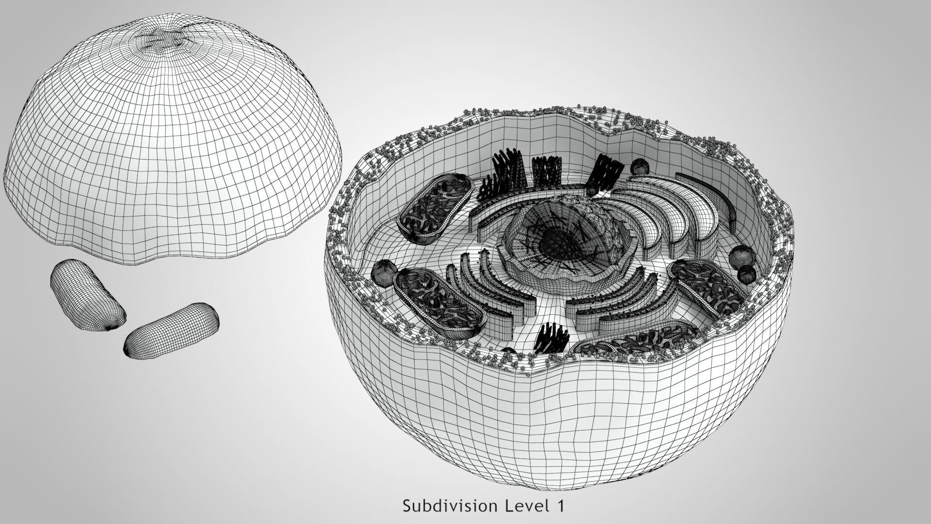 Plasma Cell Low-poly 3D model_13