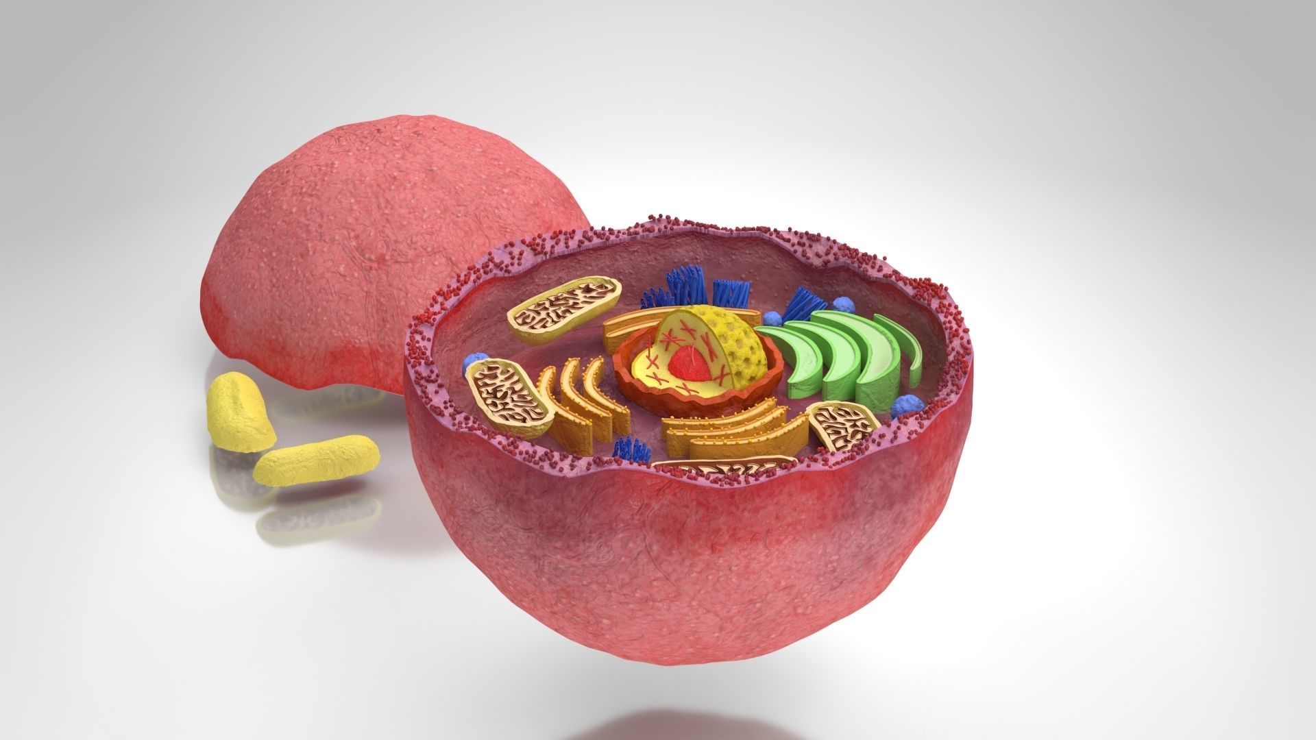 Plasma Cell Low-poly 3D model_7