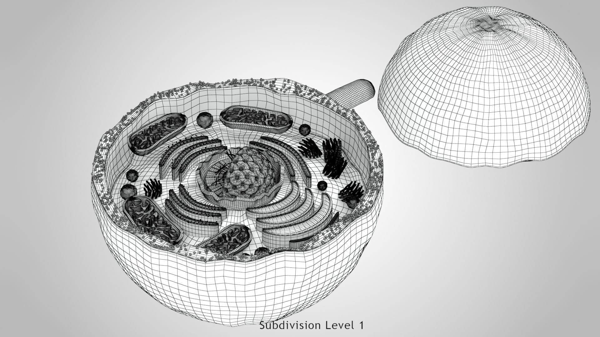 Plasma Cell Low-poly 3D model_15