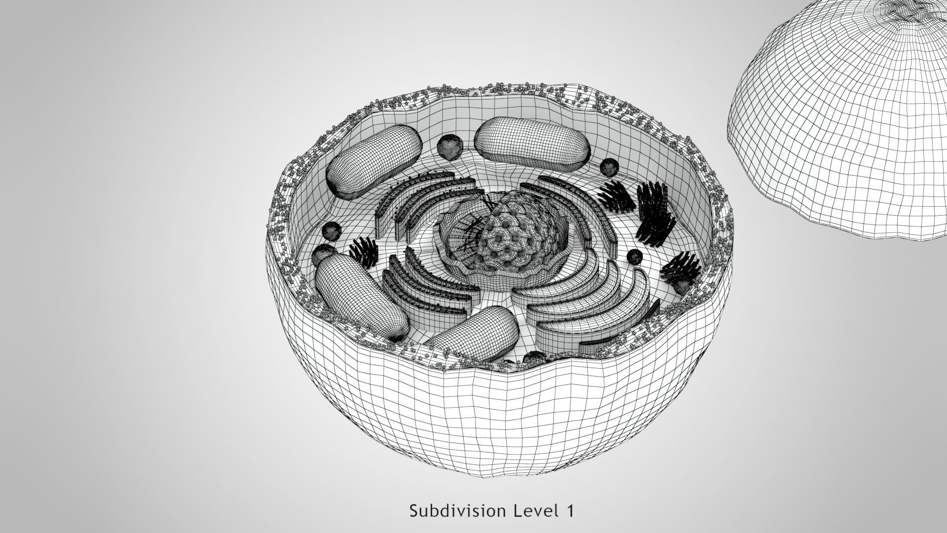Plasma Cell Low-poly 3D model_27