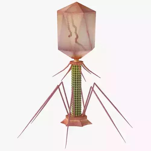 Bacteriophage 