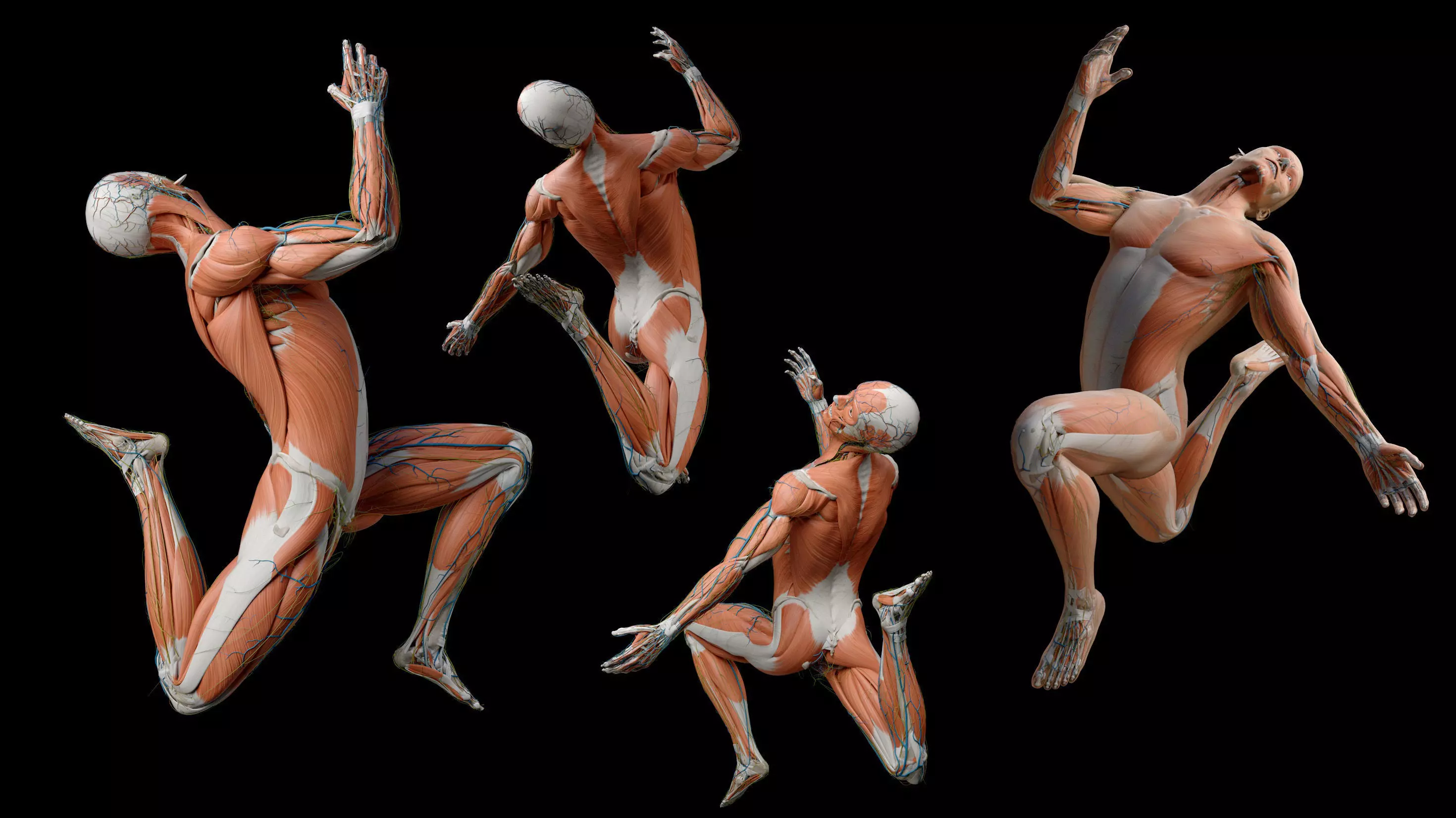 Human Anatomy man 3D model