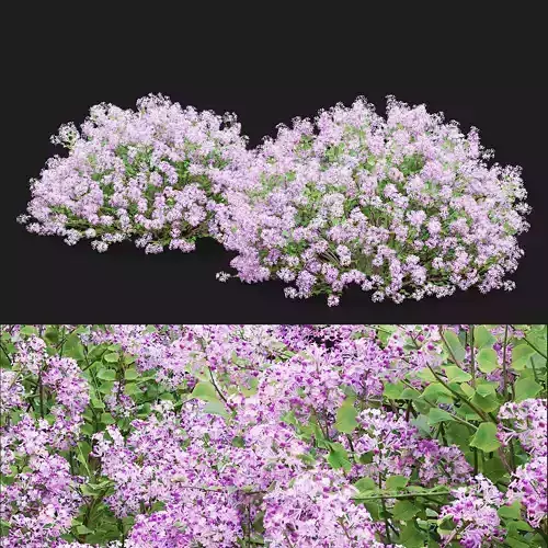 Syringa meyeri